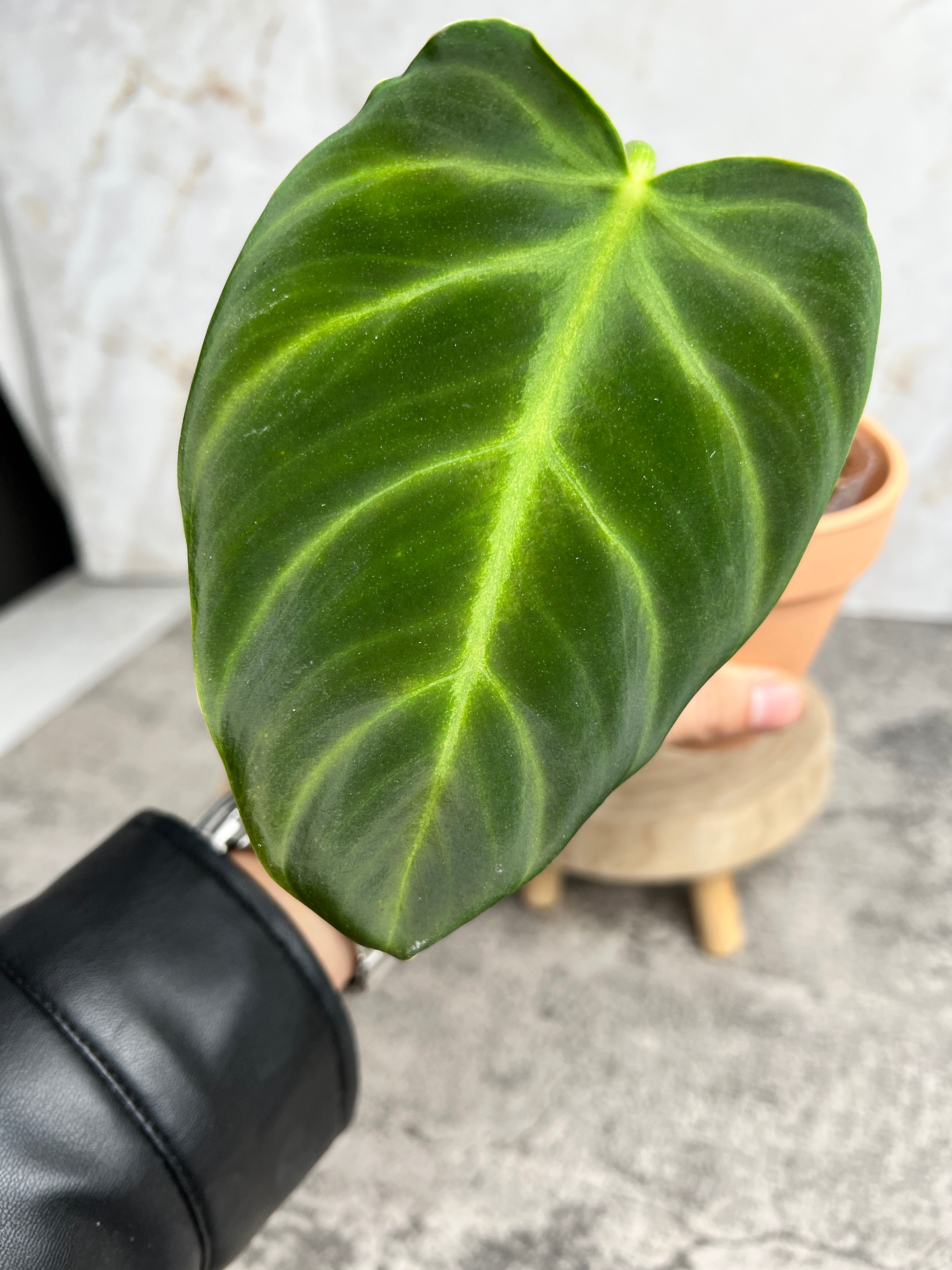 Philodendron luxurians rooted 1 leaf 1 sprout
