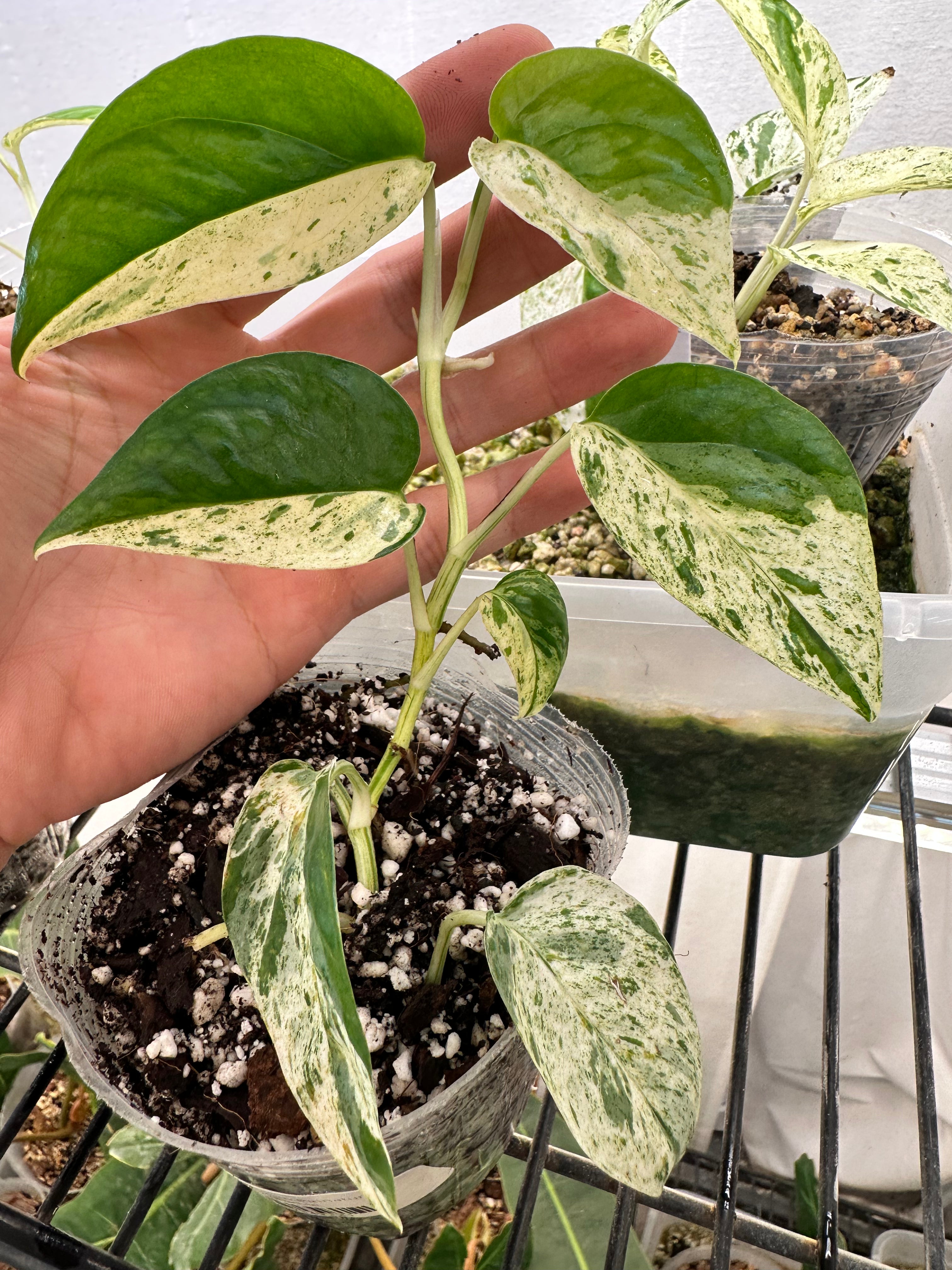 Epipremnum marble rooted