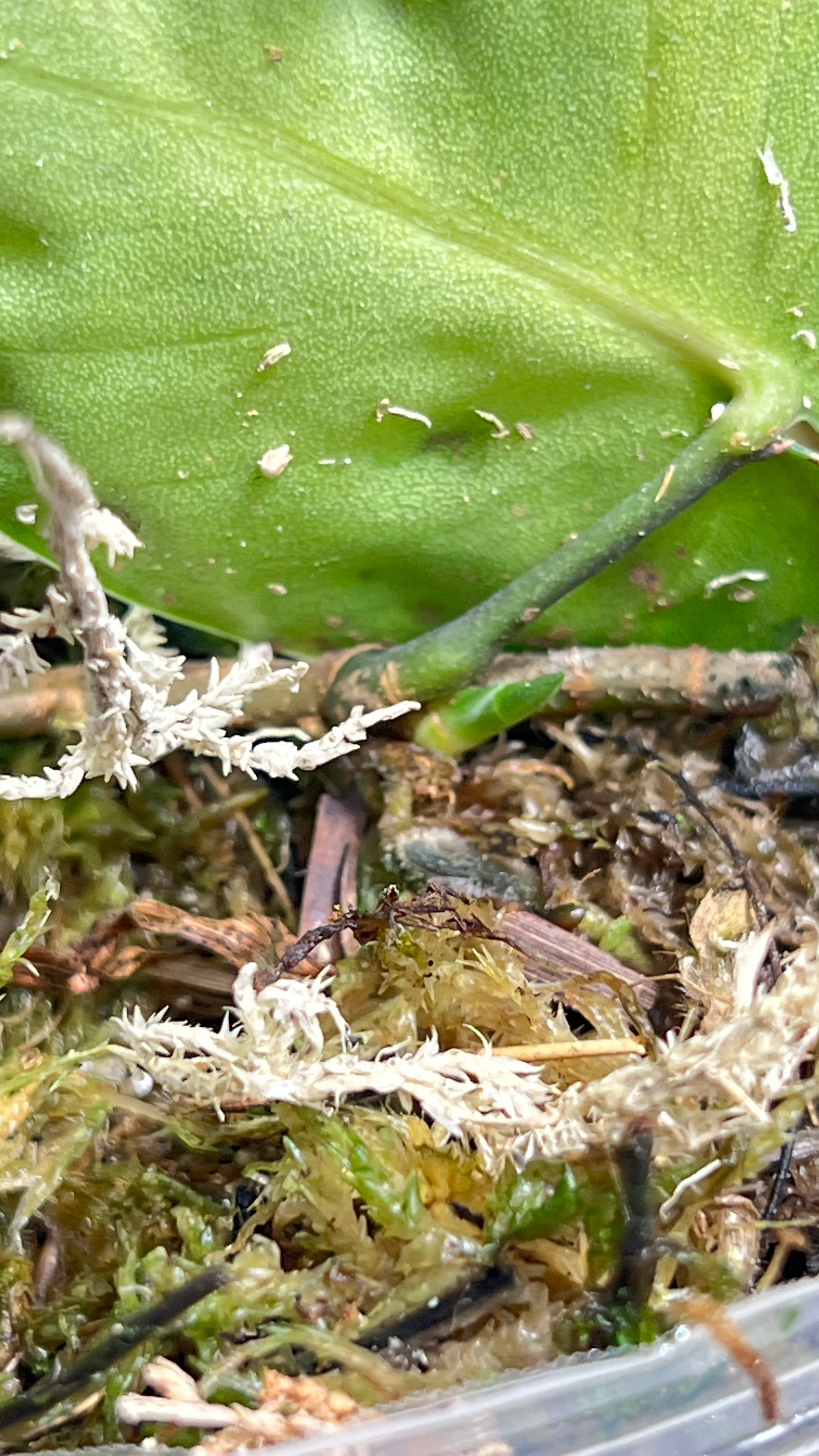 Scindapsus black mamba rooted 2 leaves 1 sprout