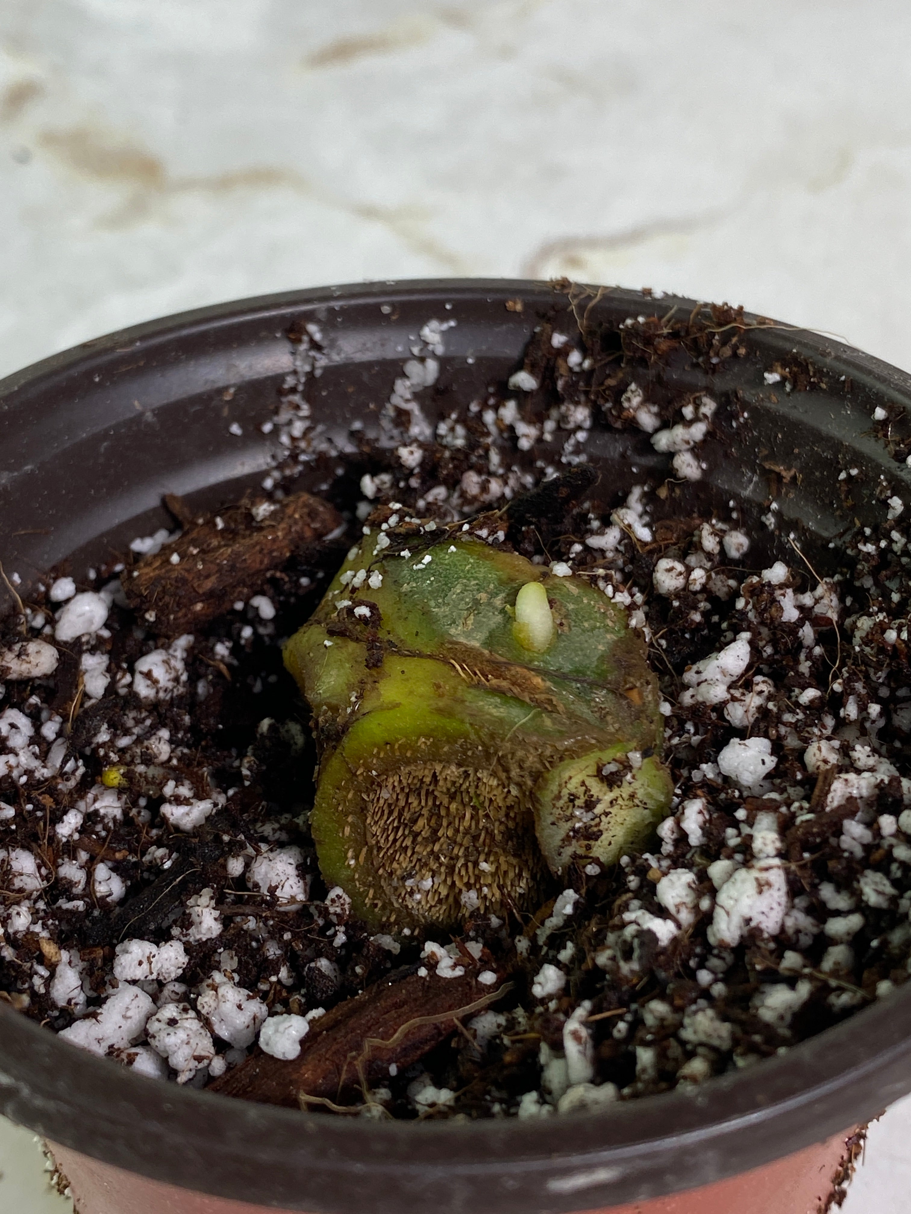 Anthurium warocqueanum dark and narrow form rooting chonk