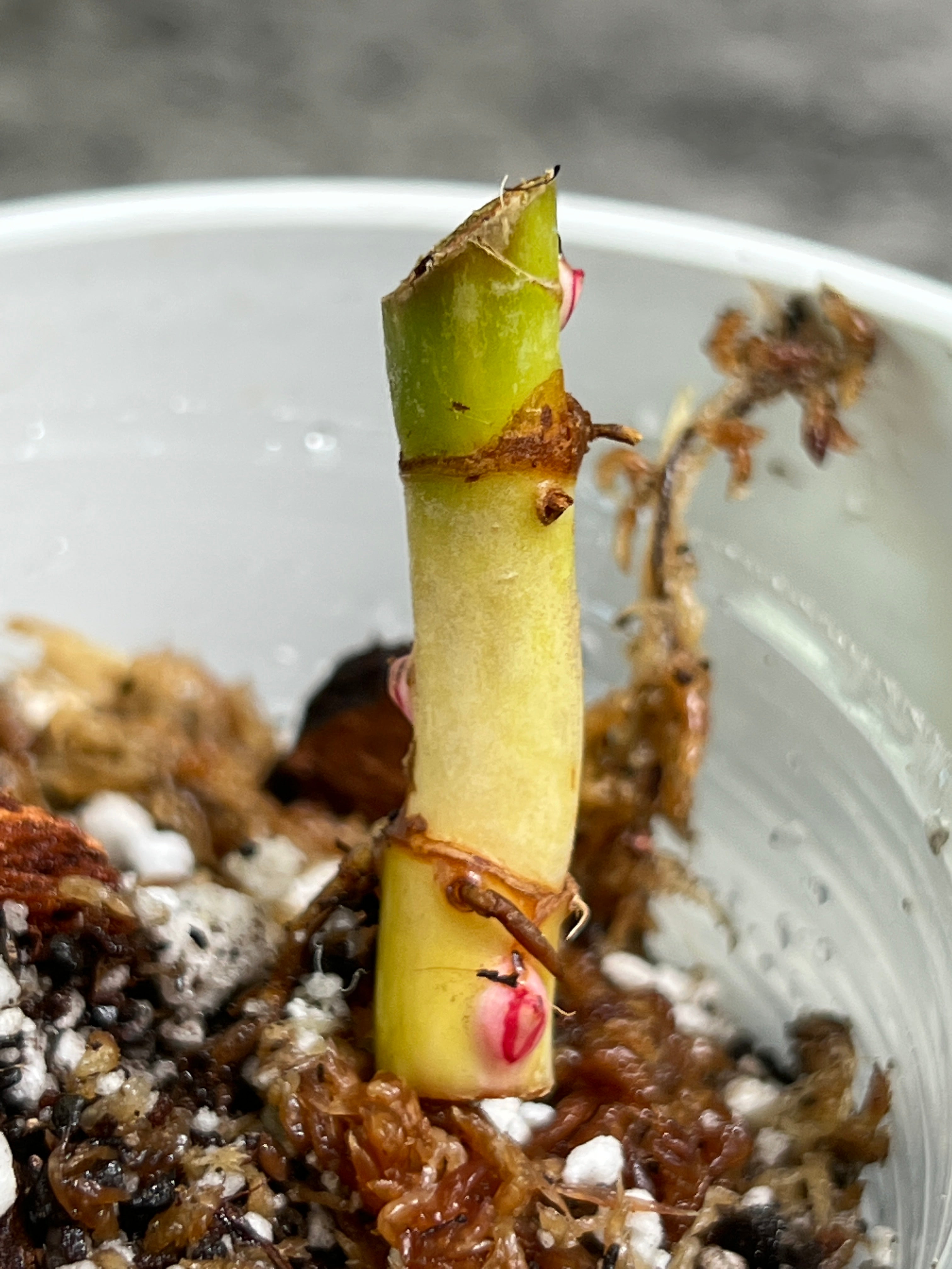 Philodendron white princess slightly rooted node with 3 sprouts from highly Variegated mother plant