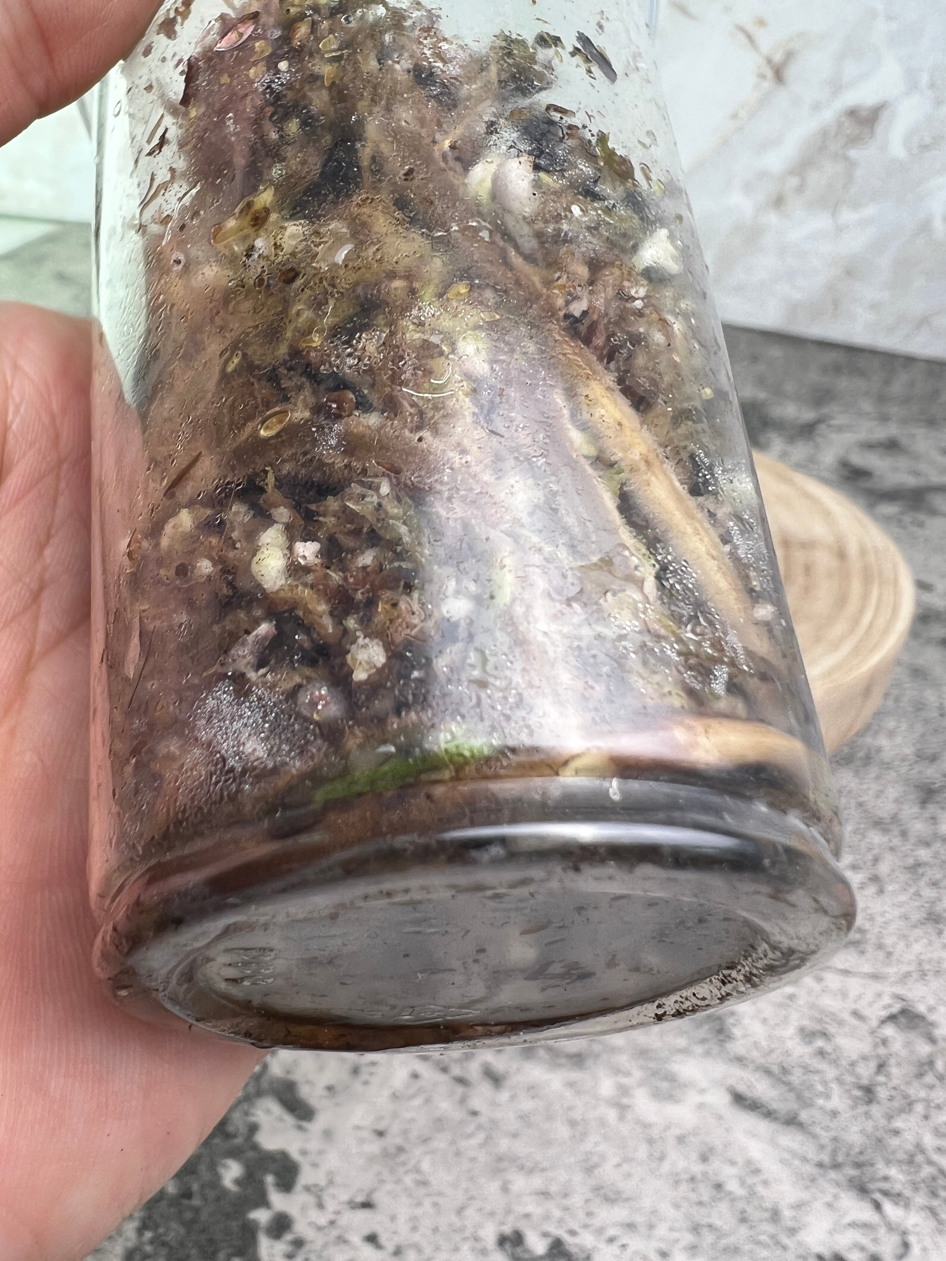 Epipremnum pinnatum variegated 1 leaf 1 sprout rooted