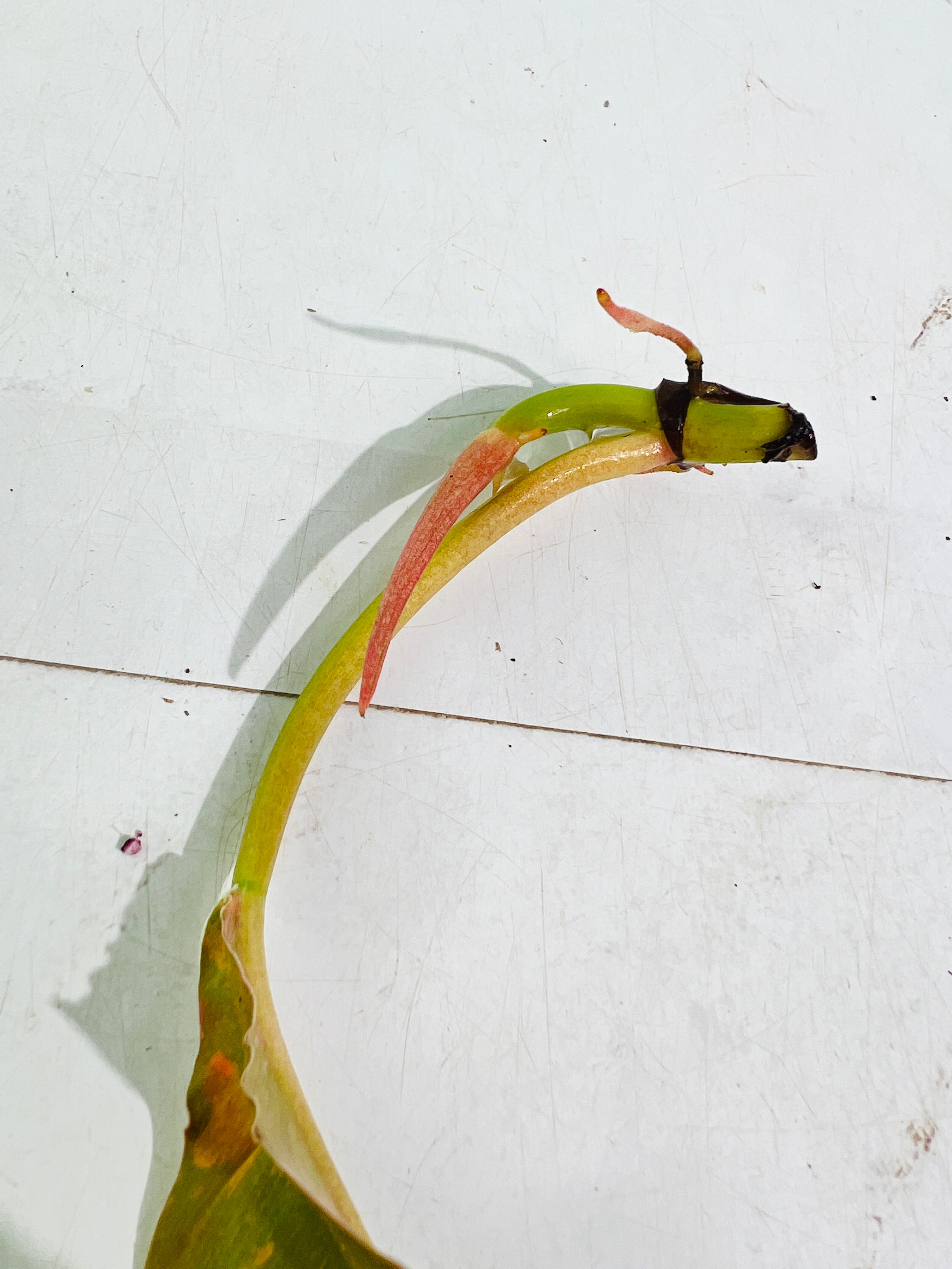 Philodendron ring of fire rooting top cutting 1 leaf 1 sprout