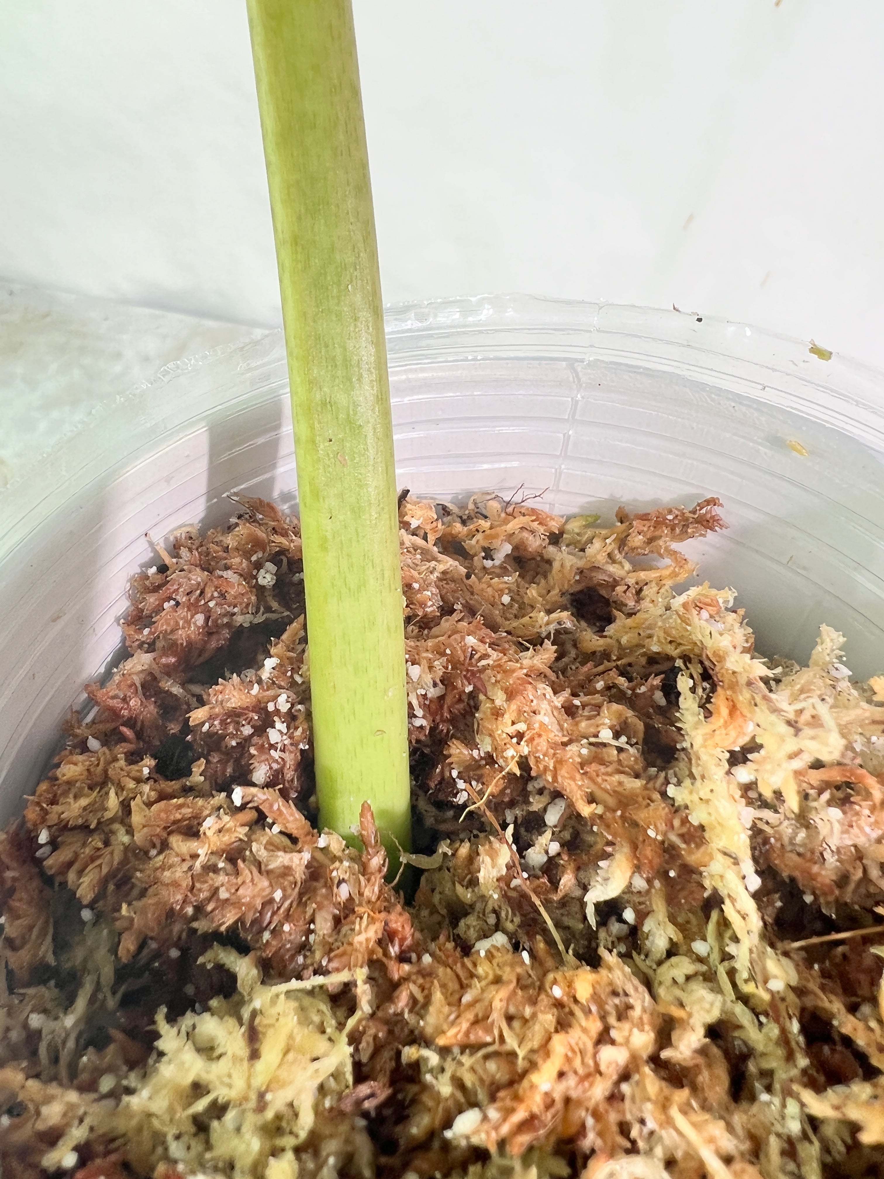 Philodendron snowdrifts rooting 1 leaf 9” long