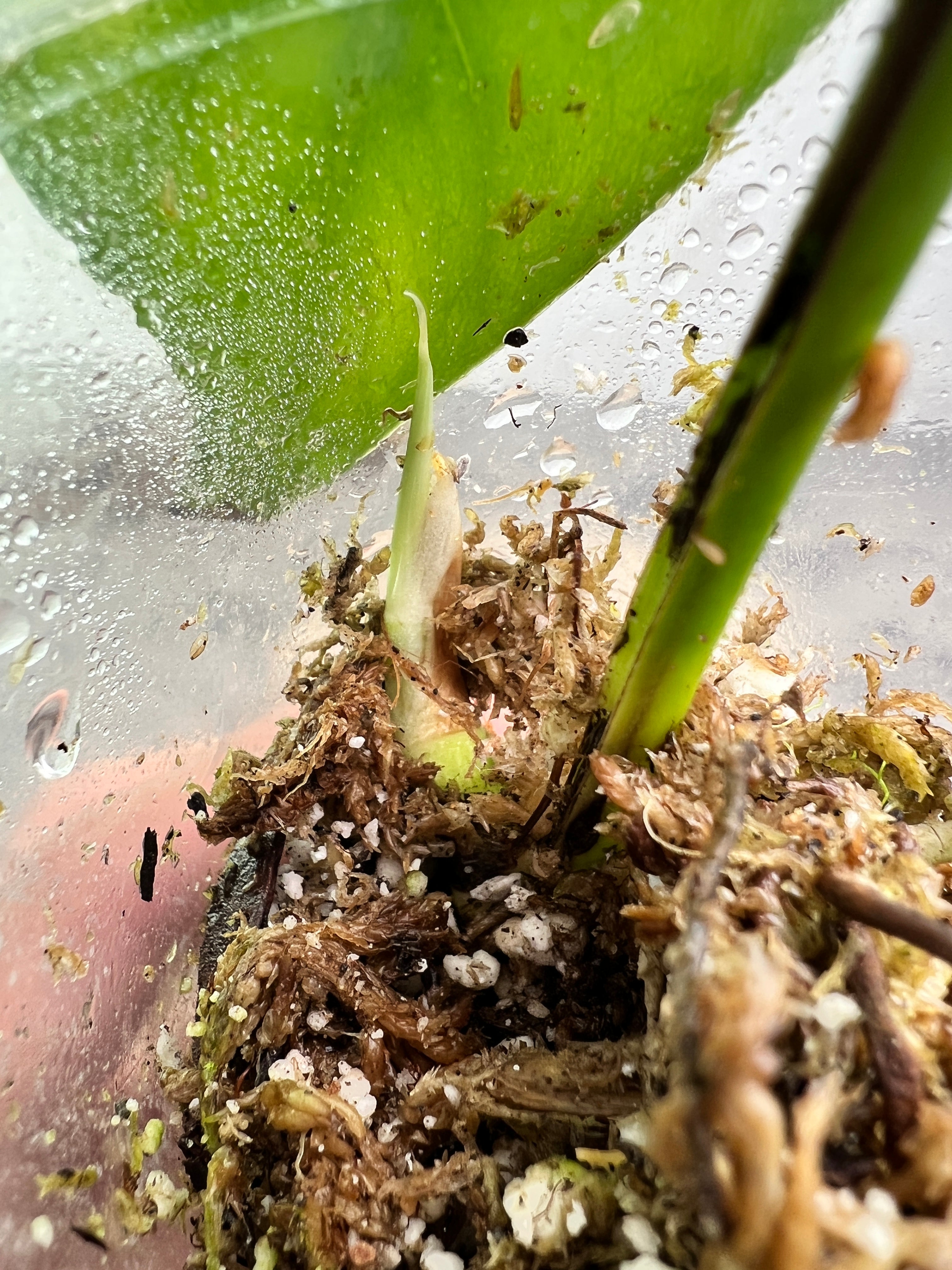 Epipremnum pinnatum variegated 1 leaf 1 sprout rooted