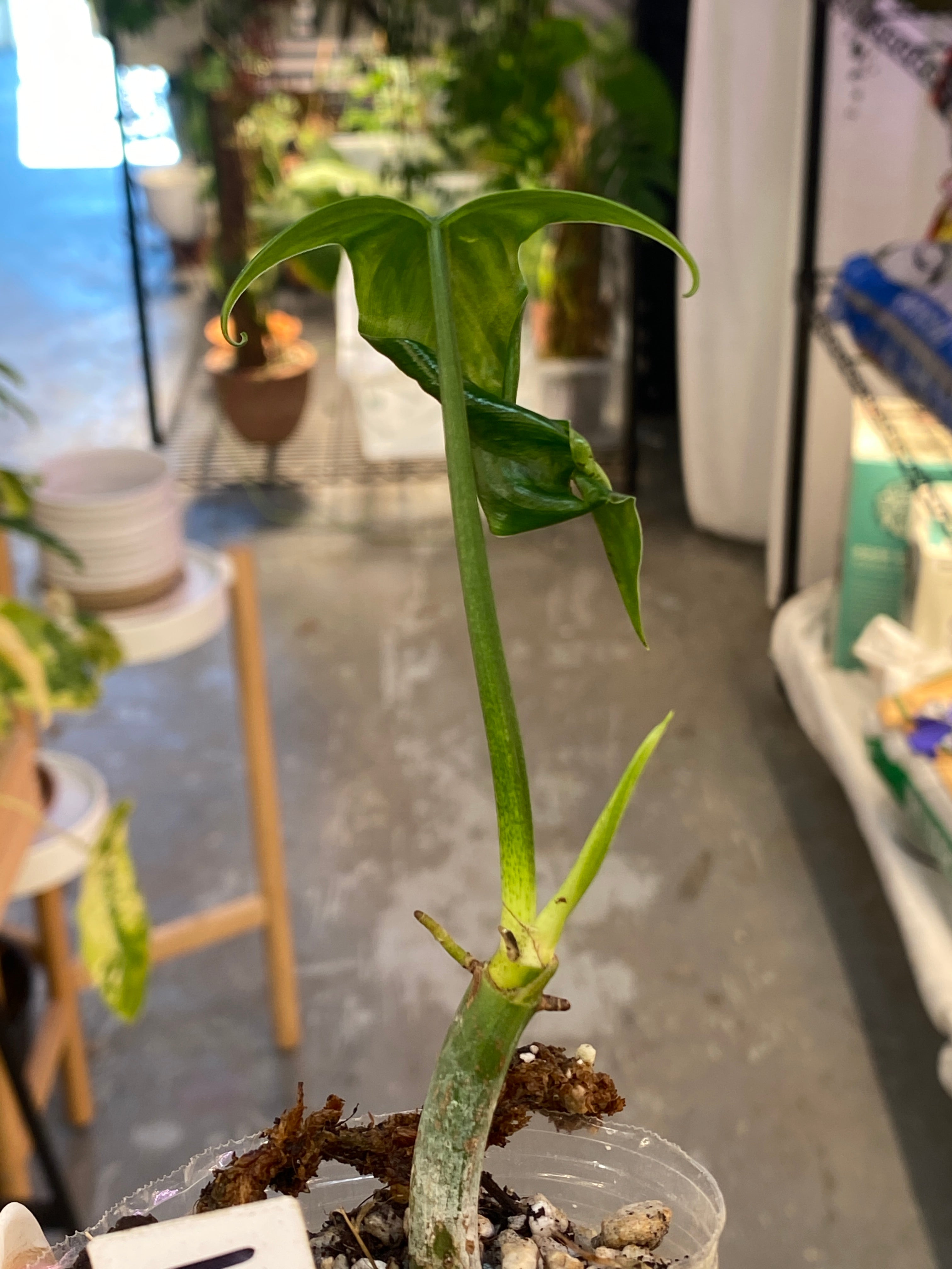 Philodendron Holtonianum