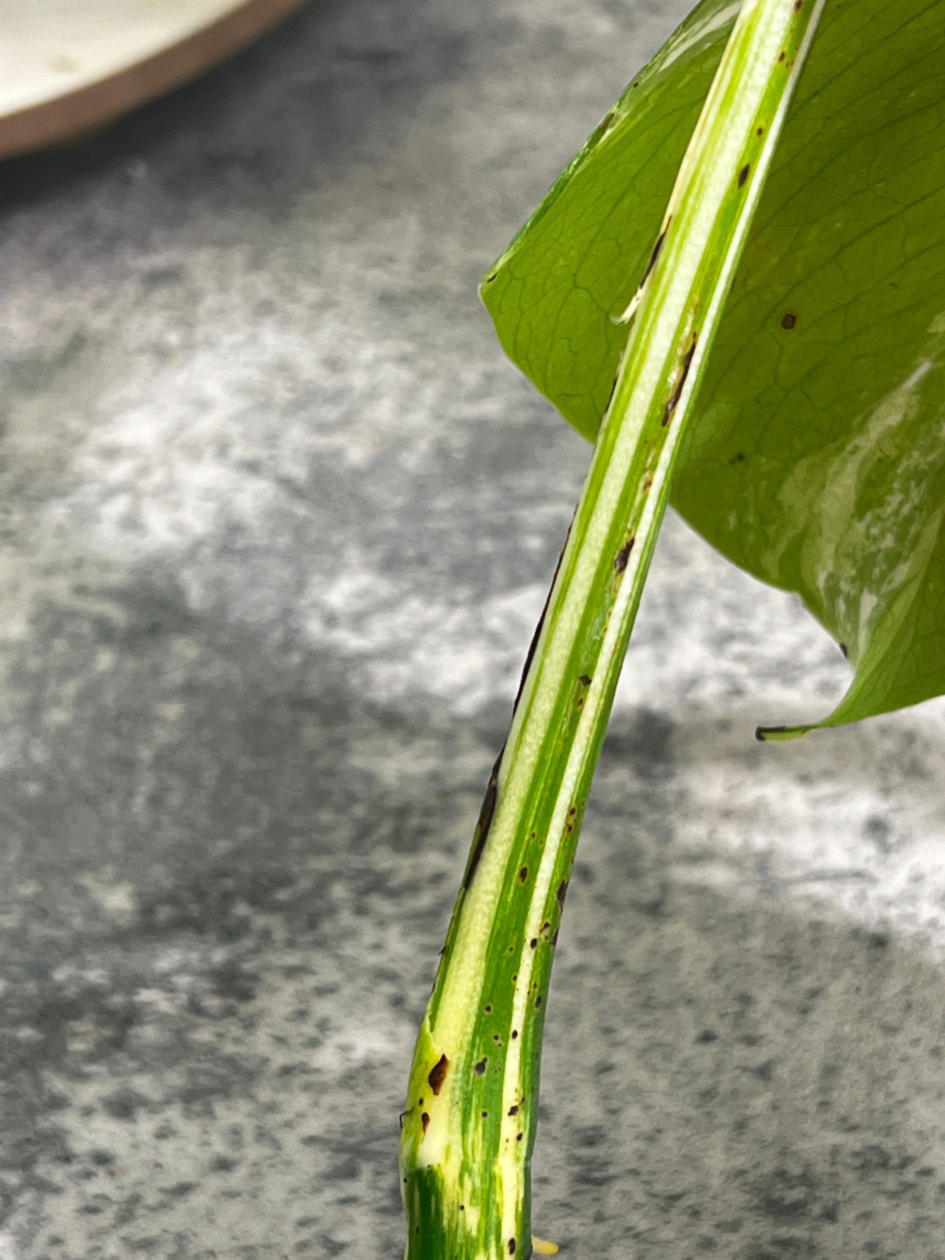 Monstera albo variegated rooting top cutting highly Variegated