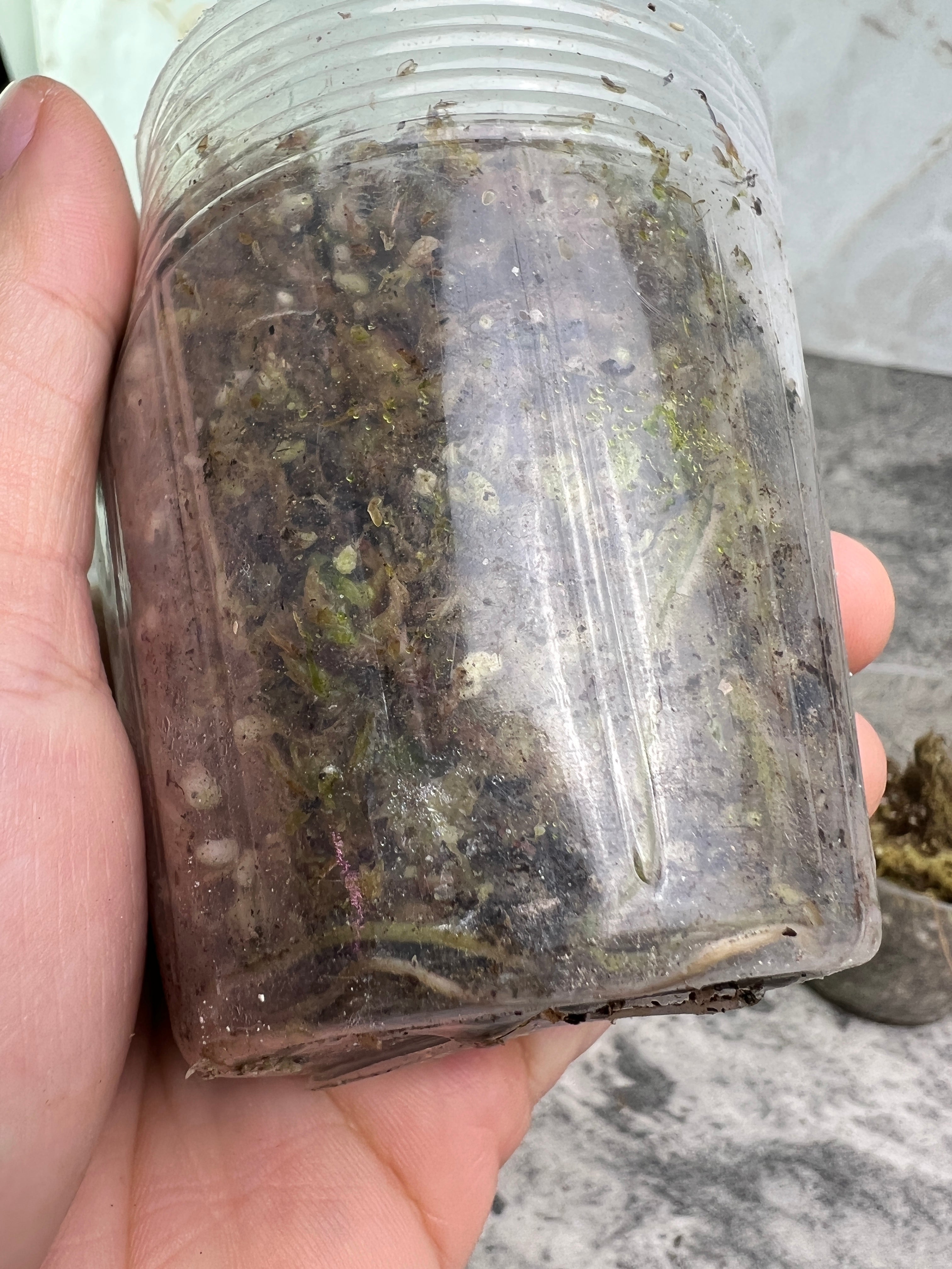 Set of 2: Epipremnum pinnatum variegated node (highly Variegated)