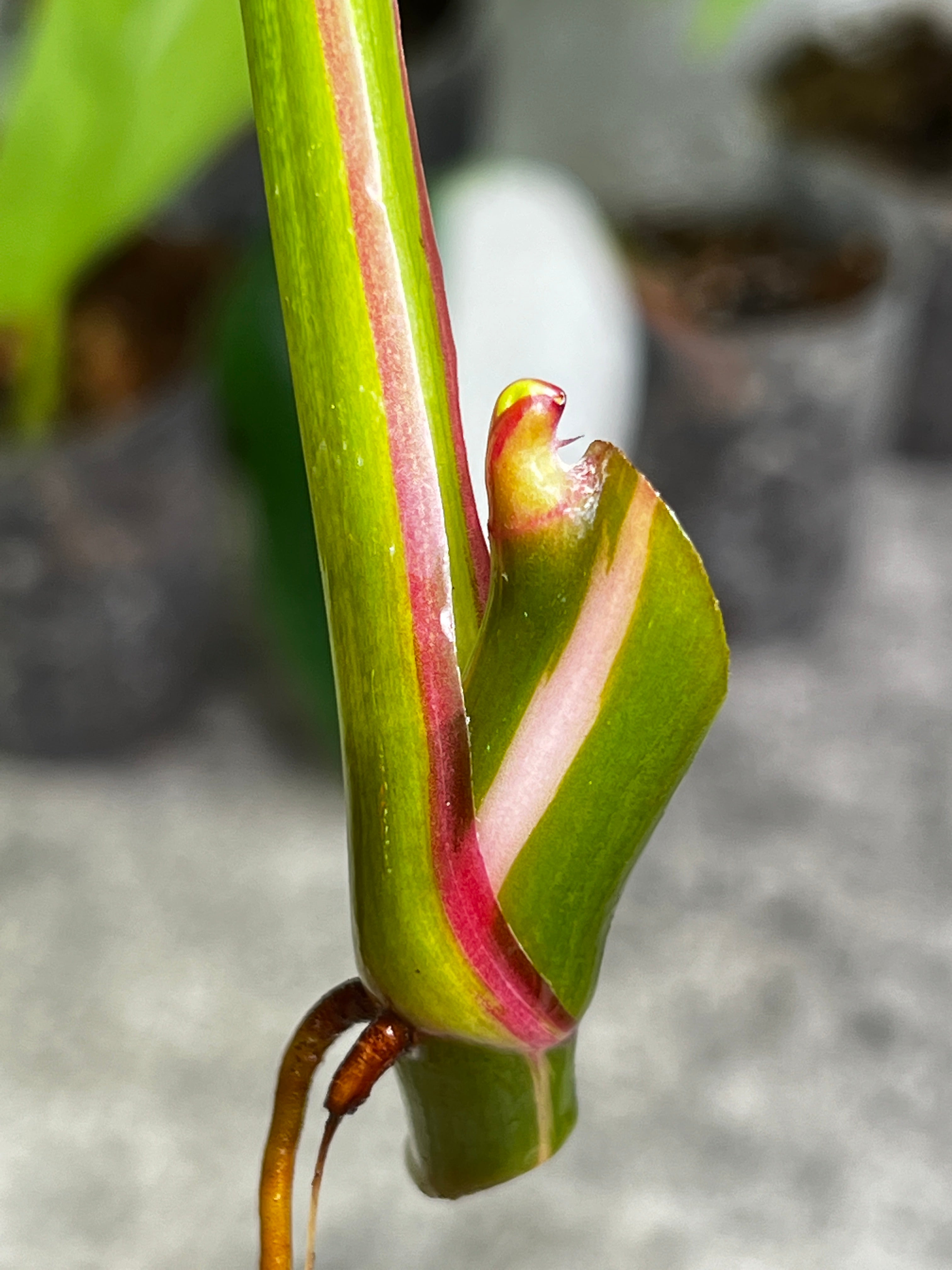 Philodendron white princess rooting 1 leaf 1 sprout from highly Variegated mother plant