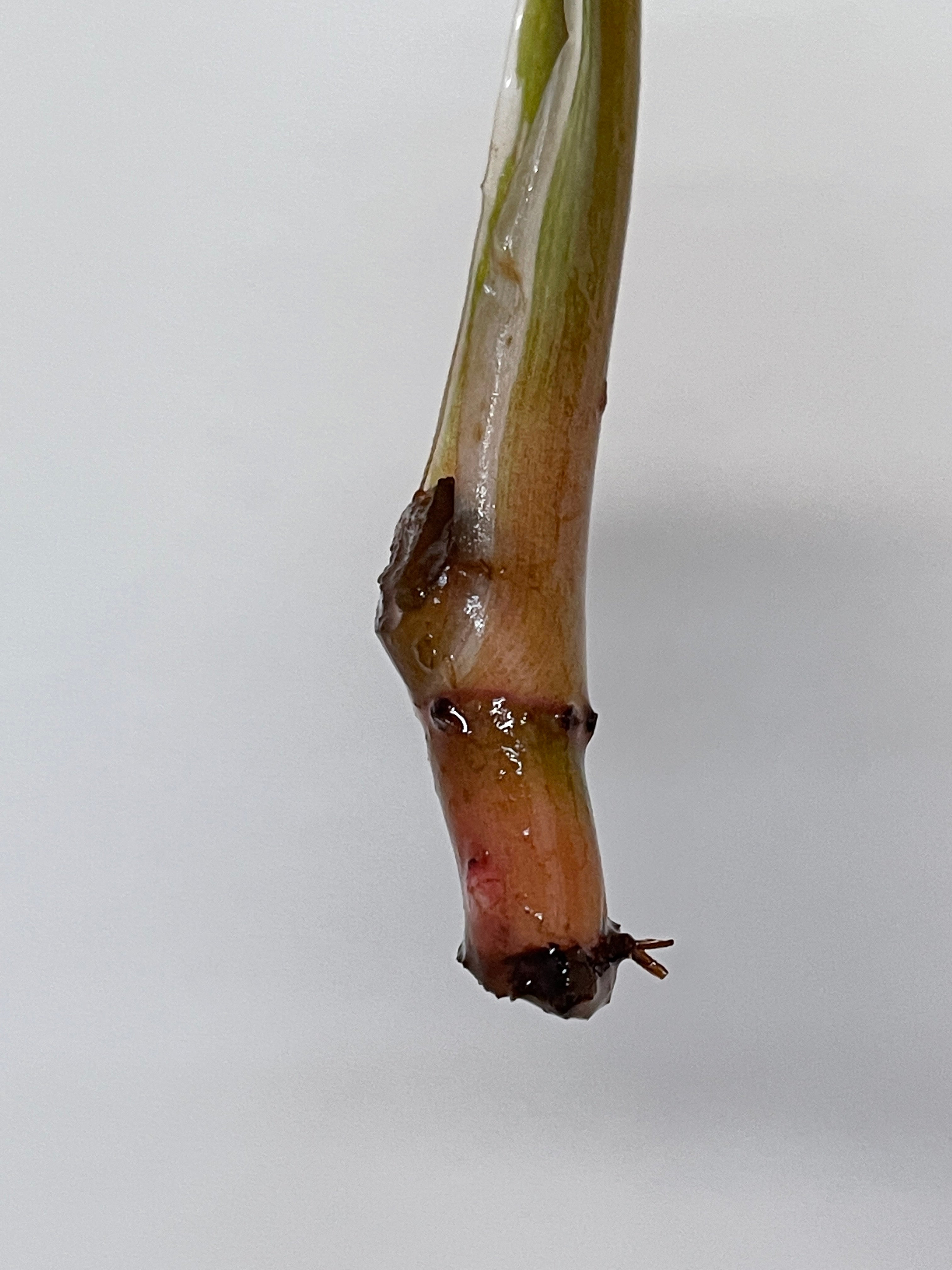Private sale: Philodendron White Knight