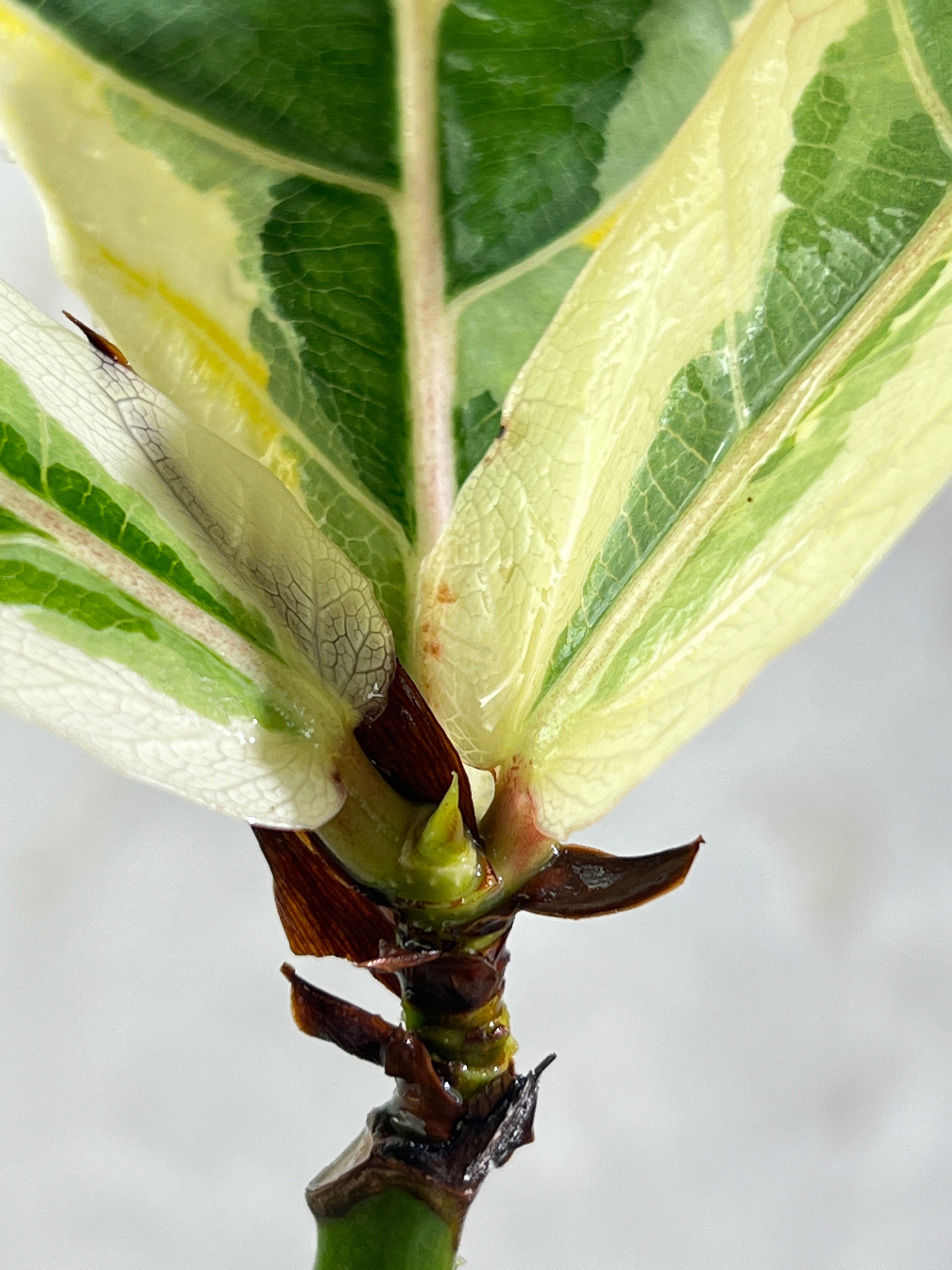 Ficus Lyrata variegated fiddle leaf fig rooted 3 leaves 1 sprout