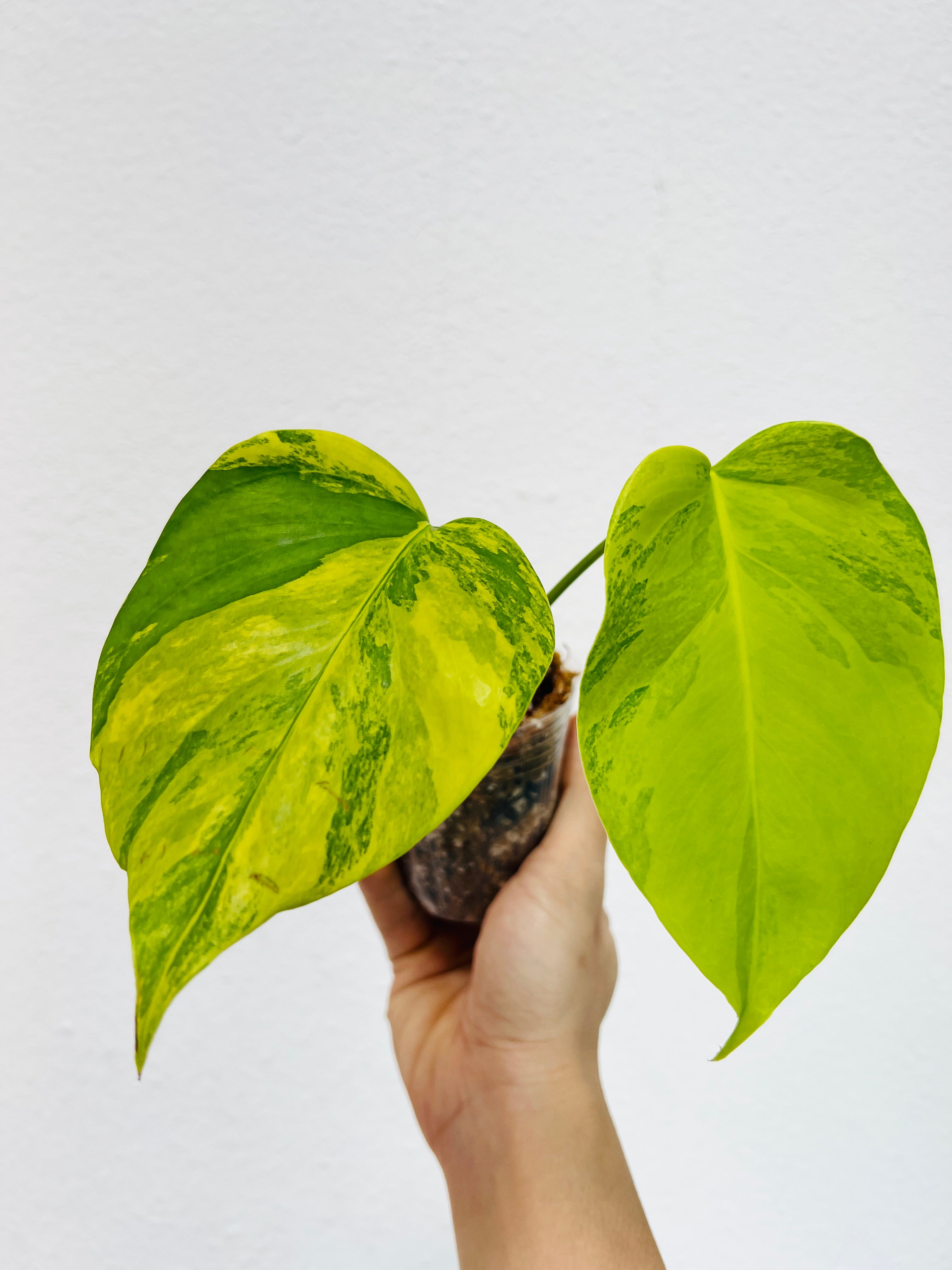 Monstera Aurea (Yellow variegated) small form rooting 2 leaves top cutting highly Variegated