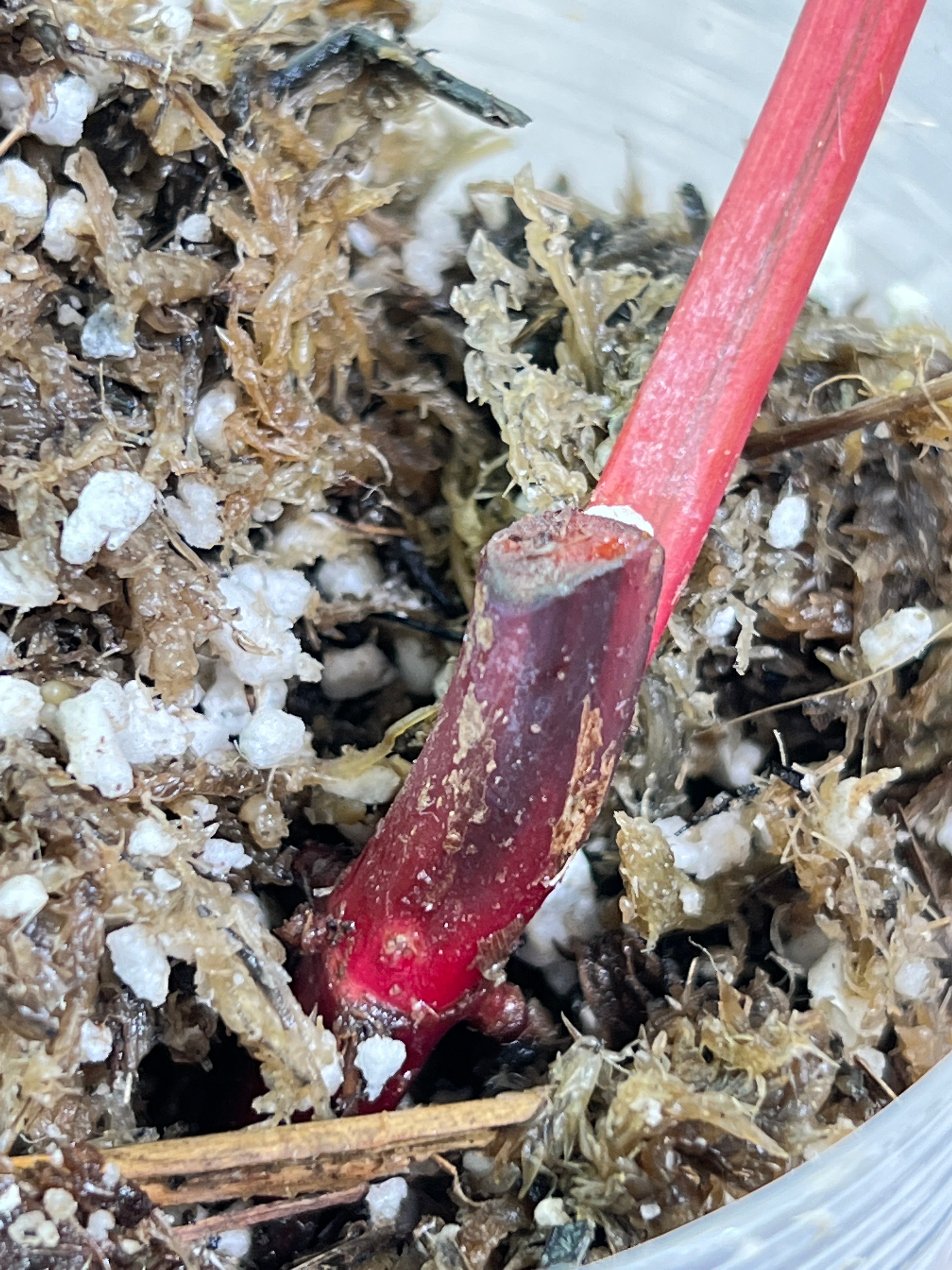 Philodendron strawberry shake rooted 1 leaf highly Variegated