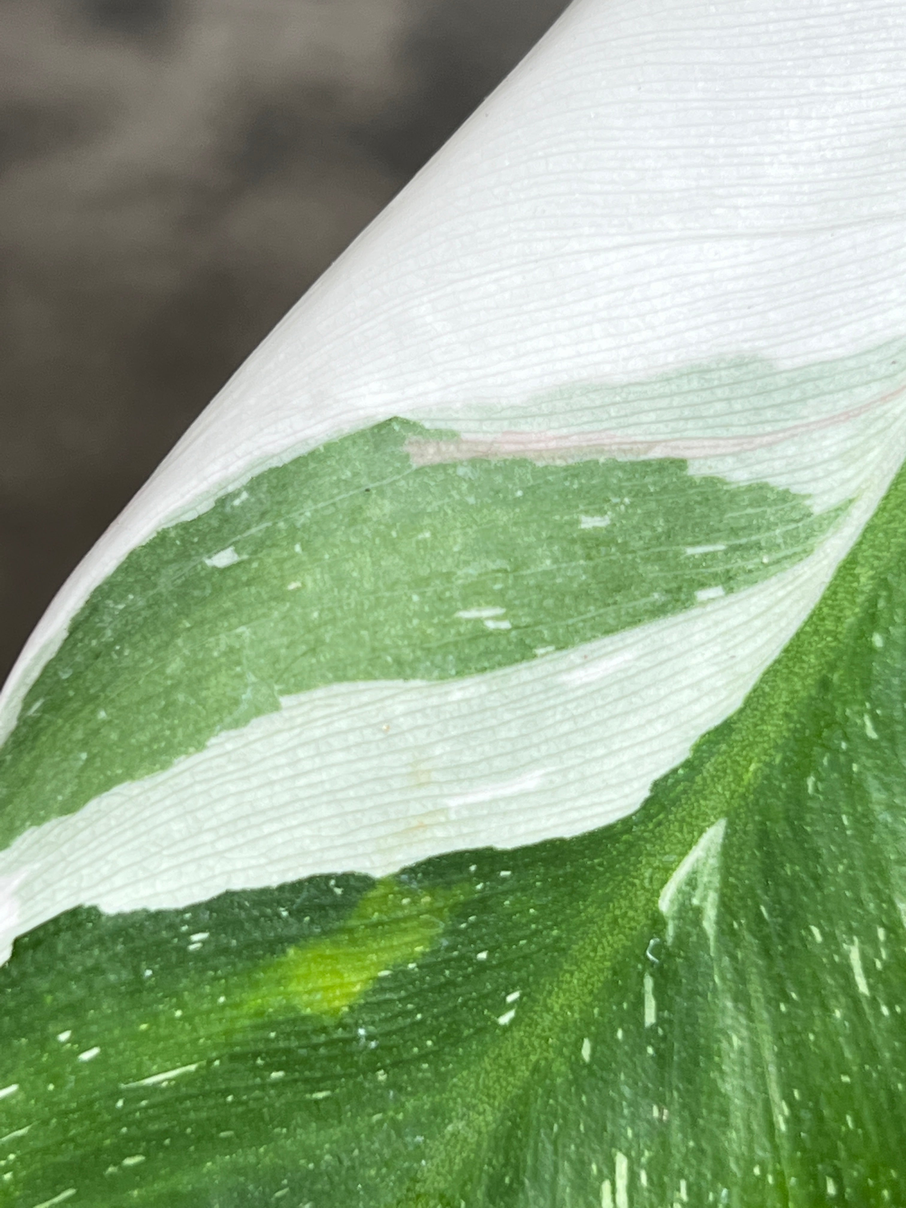 Philodendron white princess rooted 5 leaves 1 sprout highly Variegated