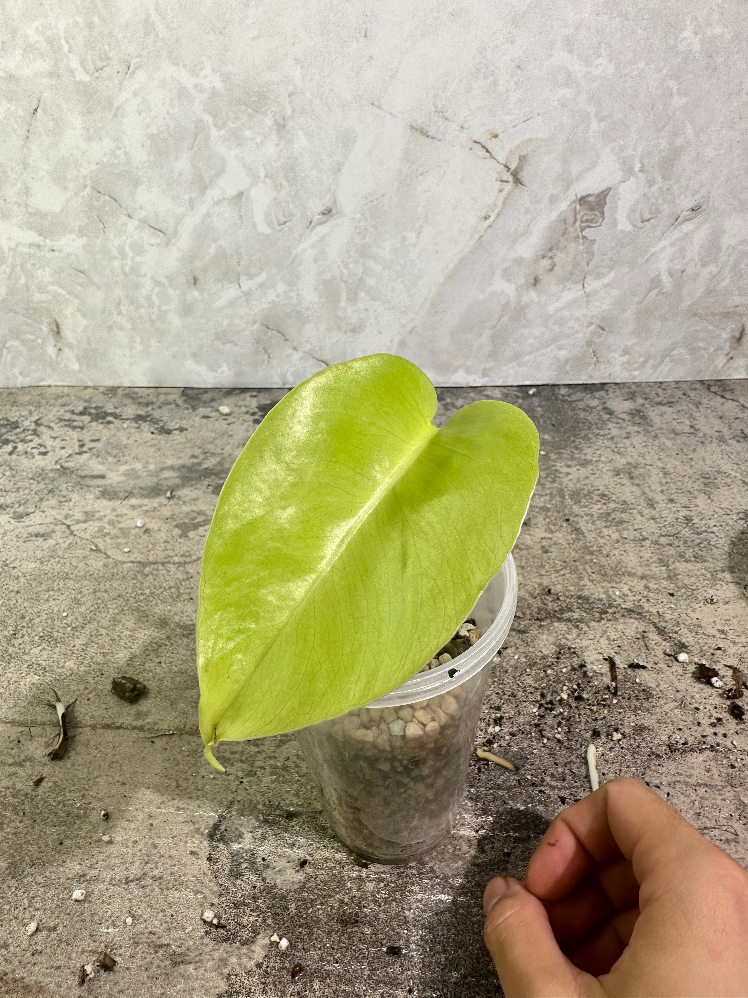Monstera aurea rooted