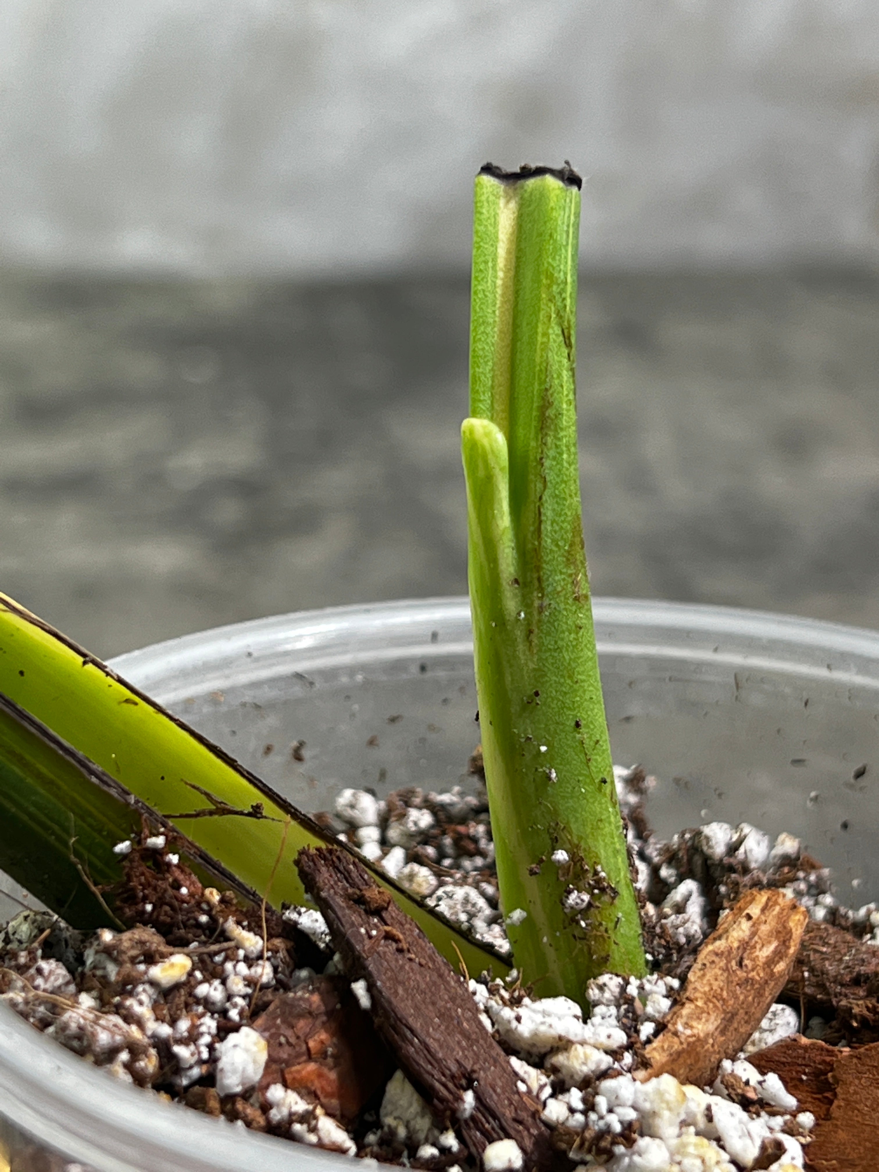 Monstera Thai Constellation Slightly Rooted in soil 1 Highly Variegated leaf 1 sprout Top Cutting