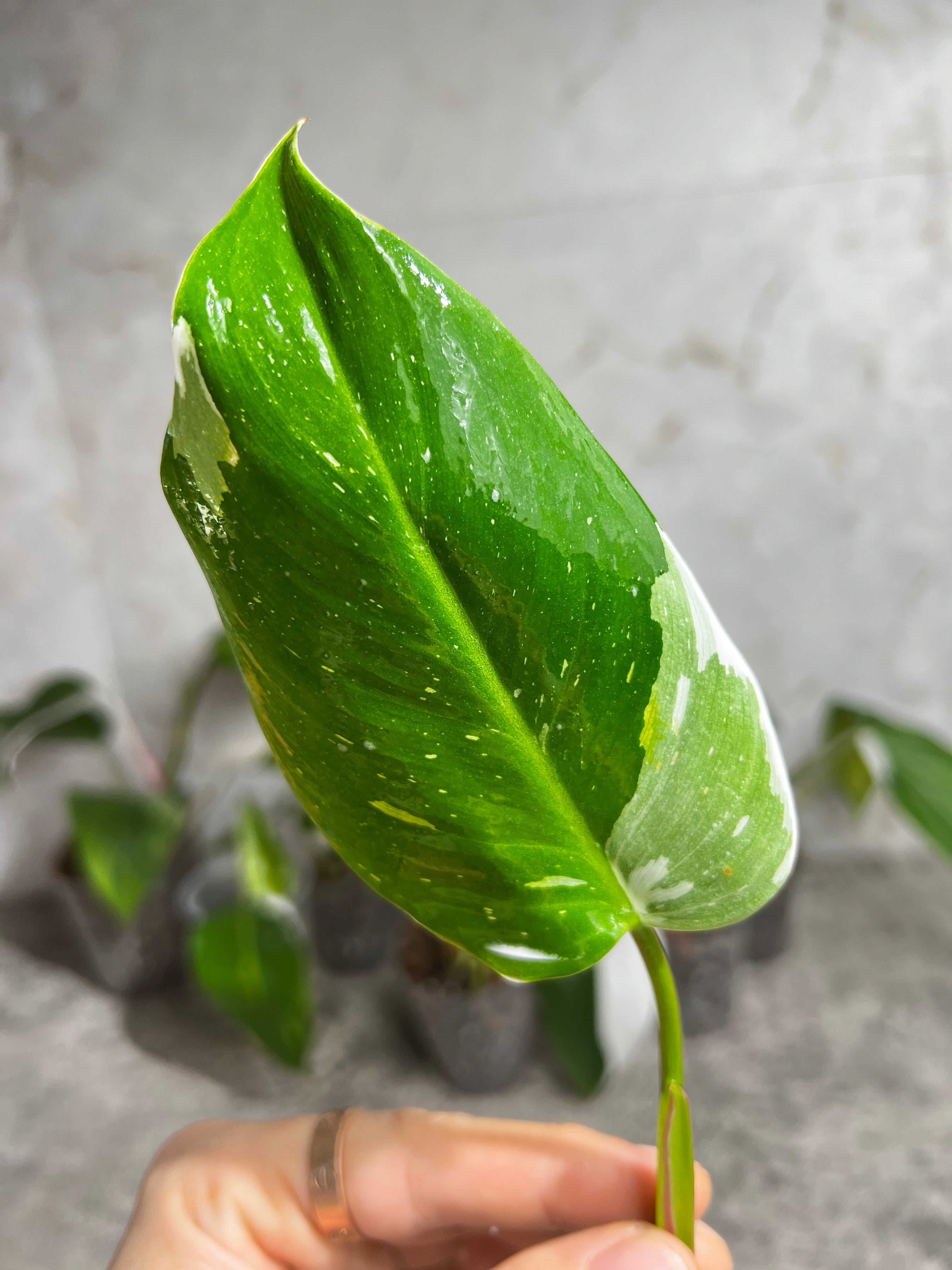 Philodendron white princess rooting 1 leaf 1 sprout from highly Variegated mother plant