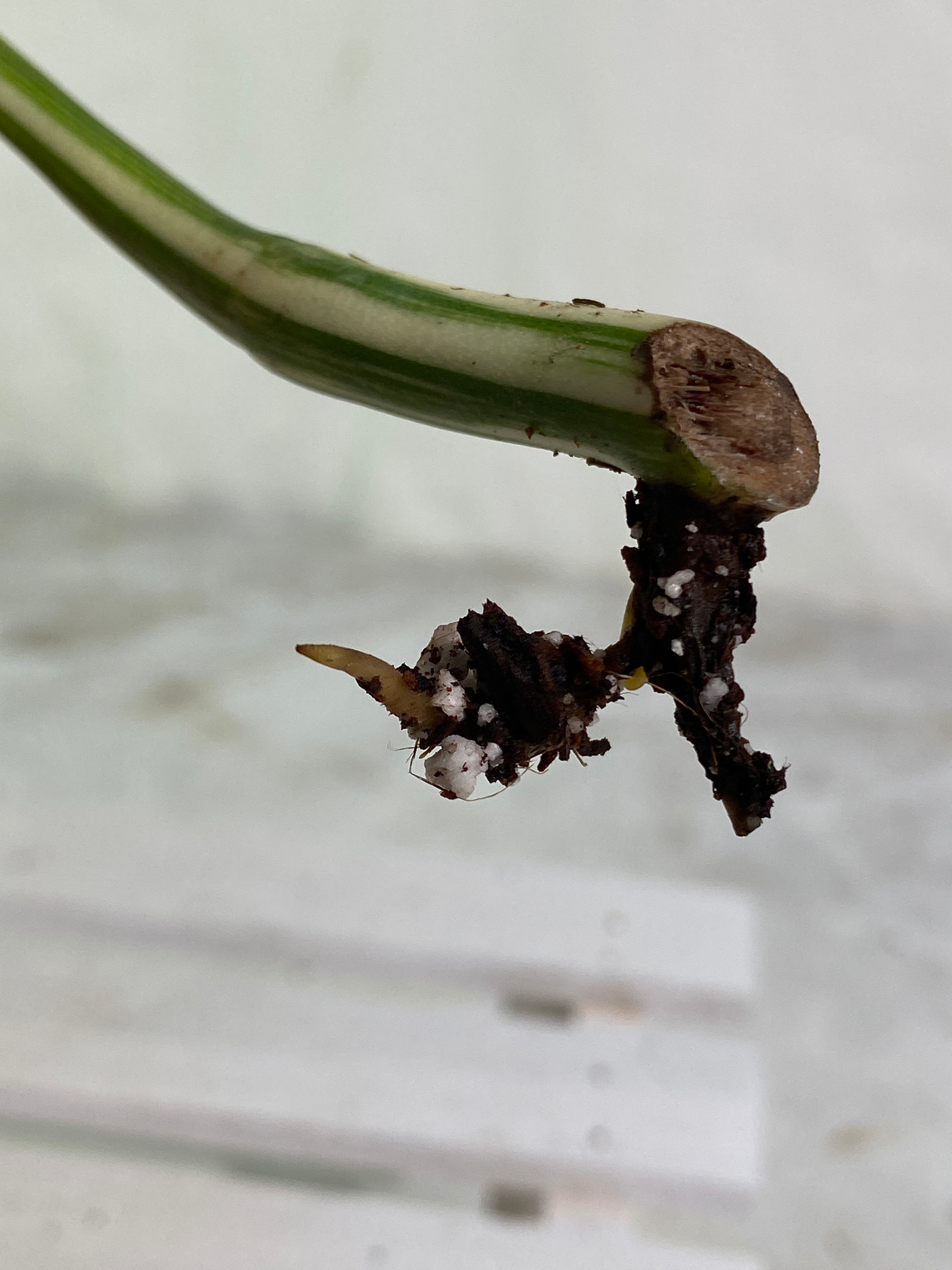 Monstera albo rooting in soil 1 leaf highly Variegated