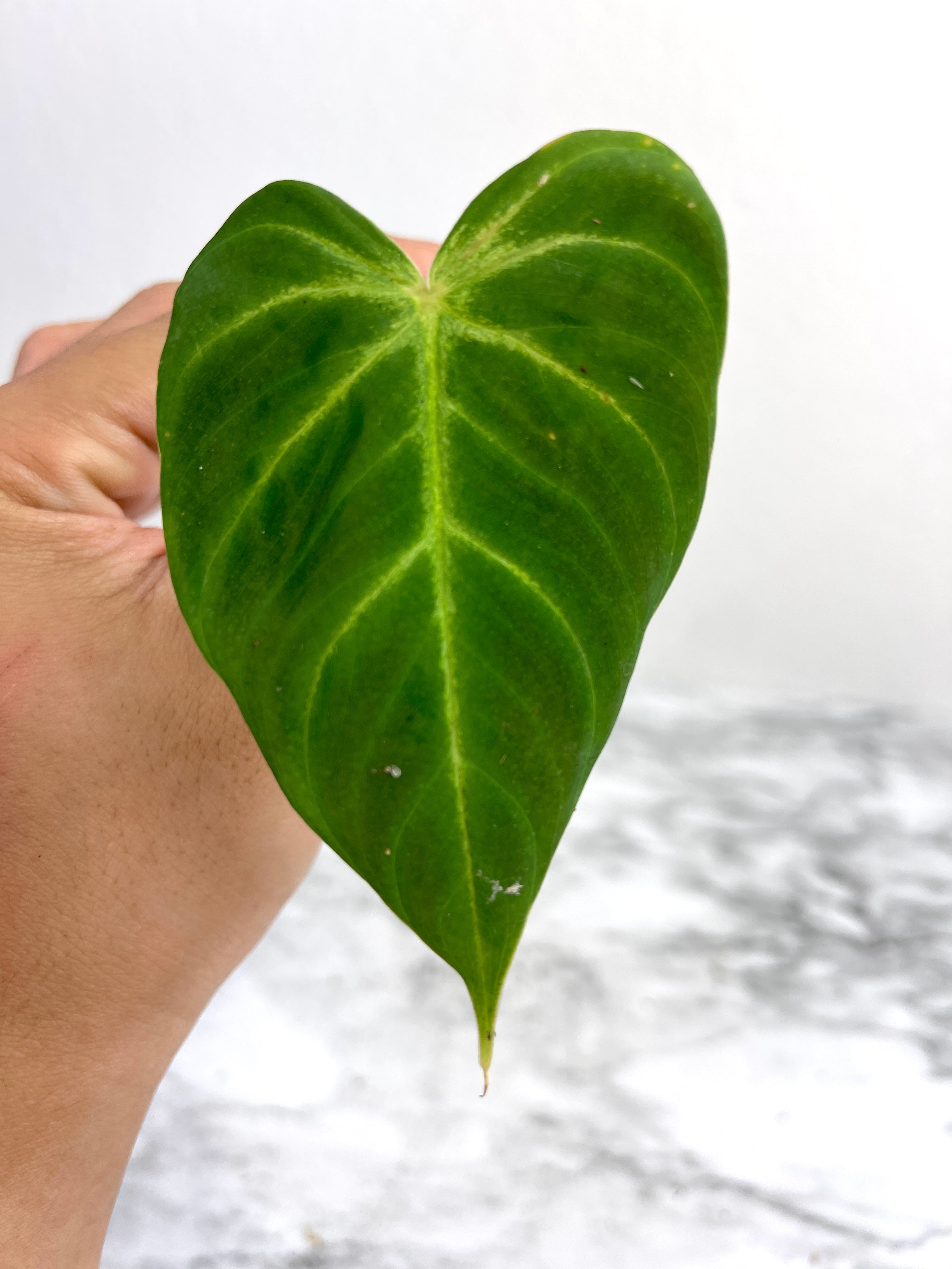 Philodendron verrucosum cobra unrooted cutting