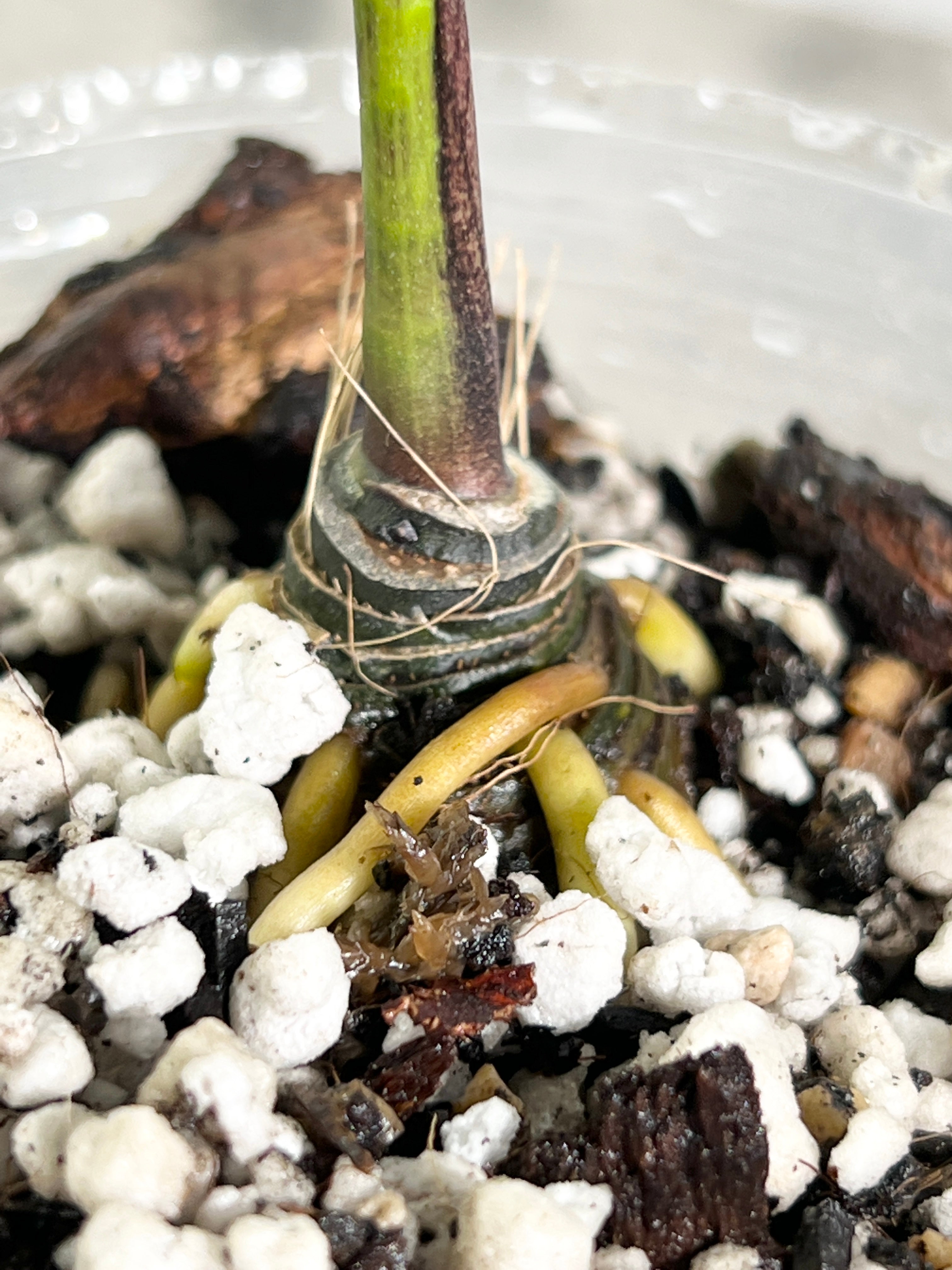 Cyrtosperma Hambalii rooted 1 leaf
