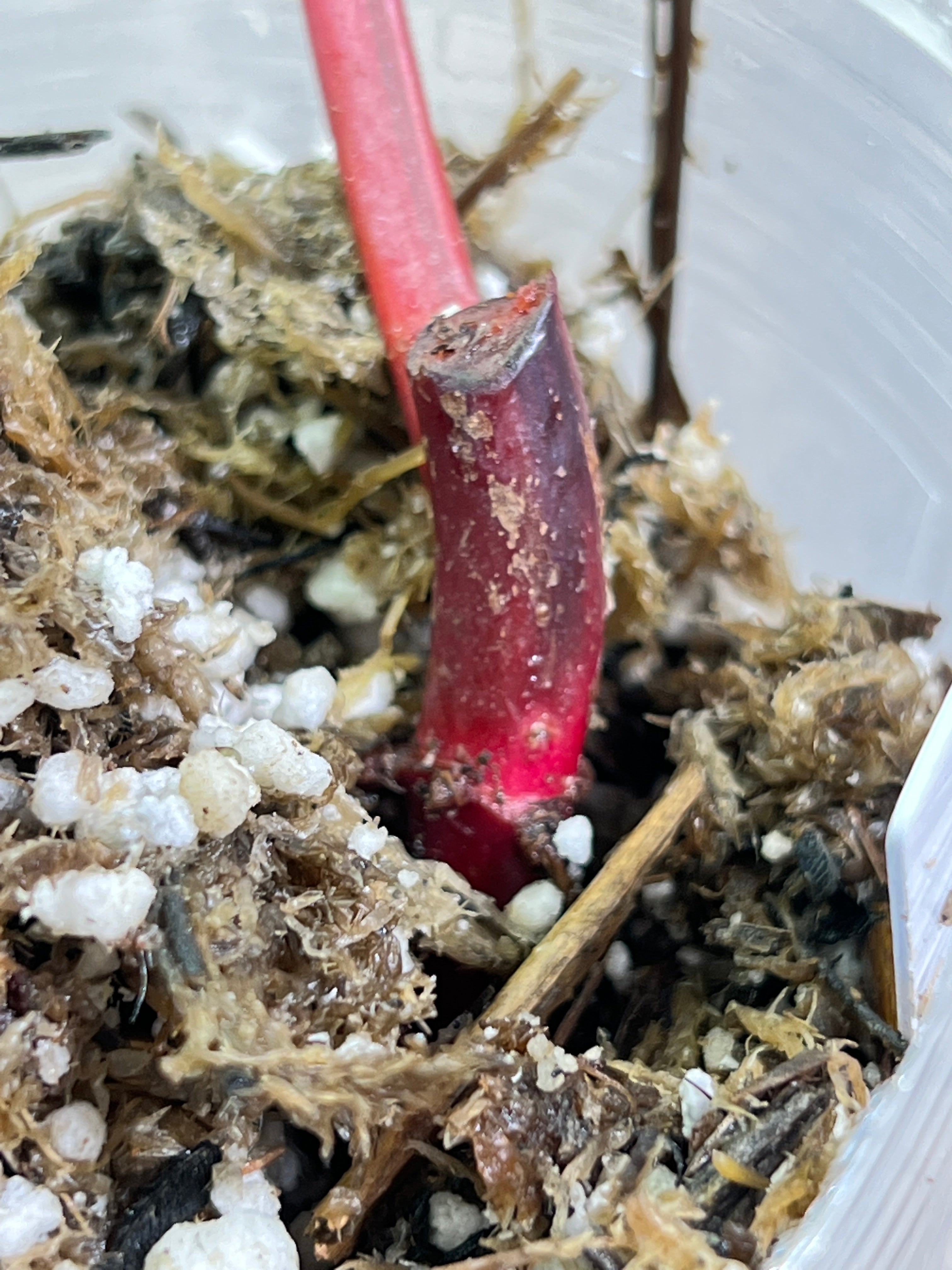 Philodendron strawberry shake rooted 1 leaf highly Variegated