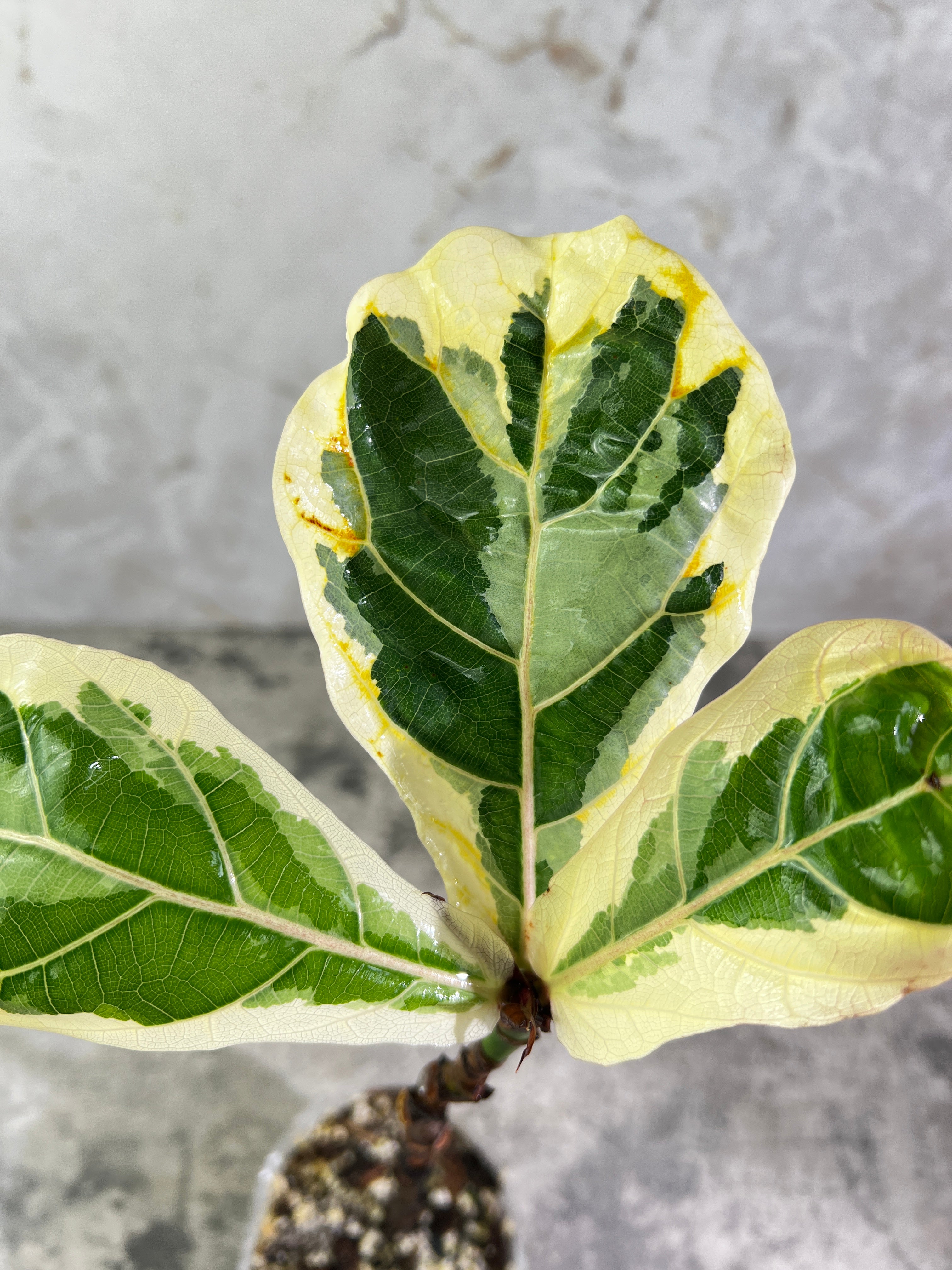 Ficus Lyrata variegated fiddle leaf fig rooted 3 leaves 1 sprout