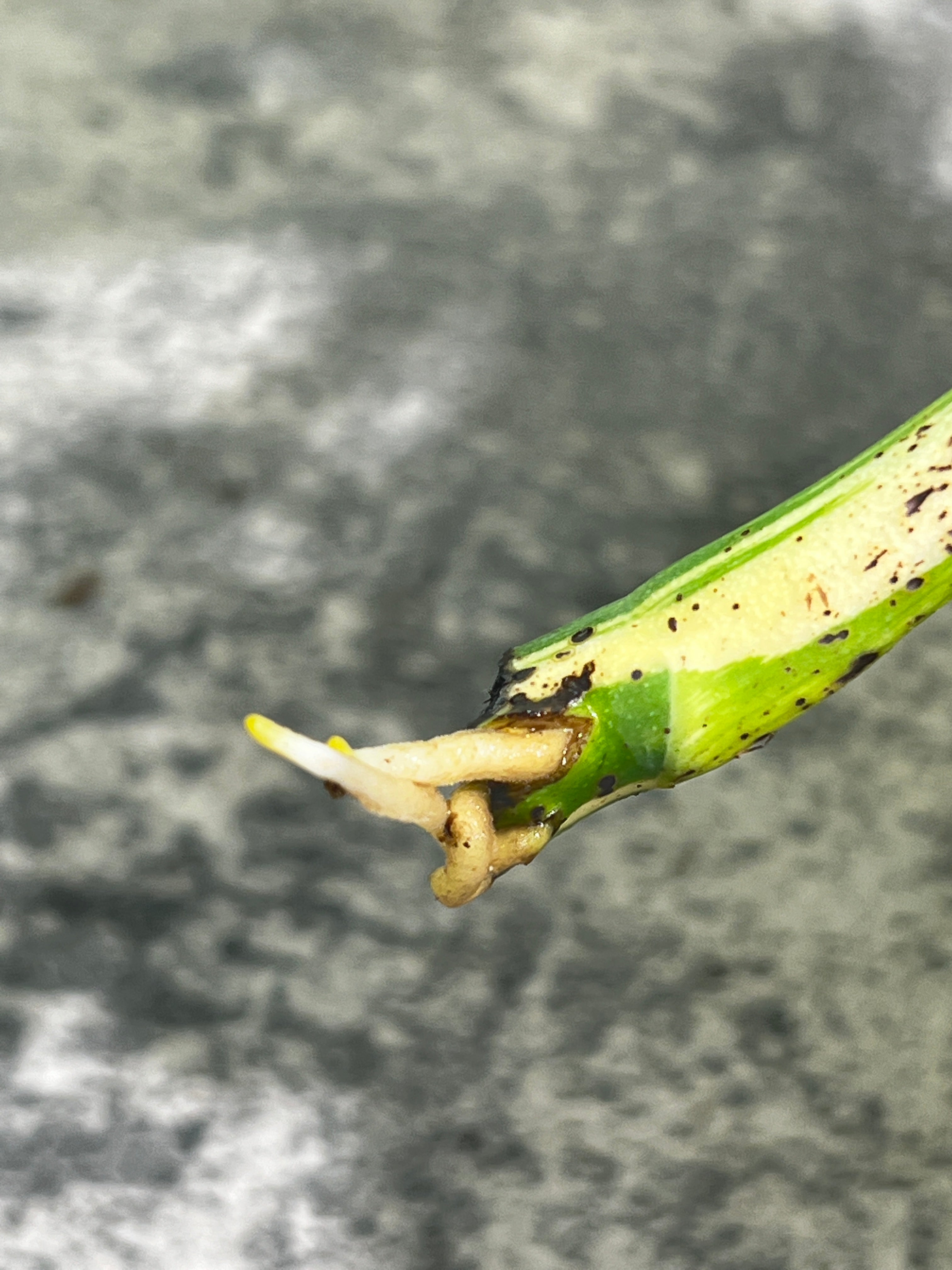 Monstera albo variegated rooting top cutting highly Variegated