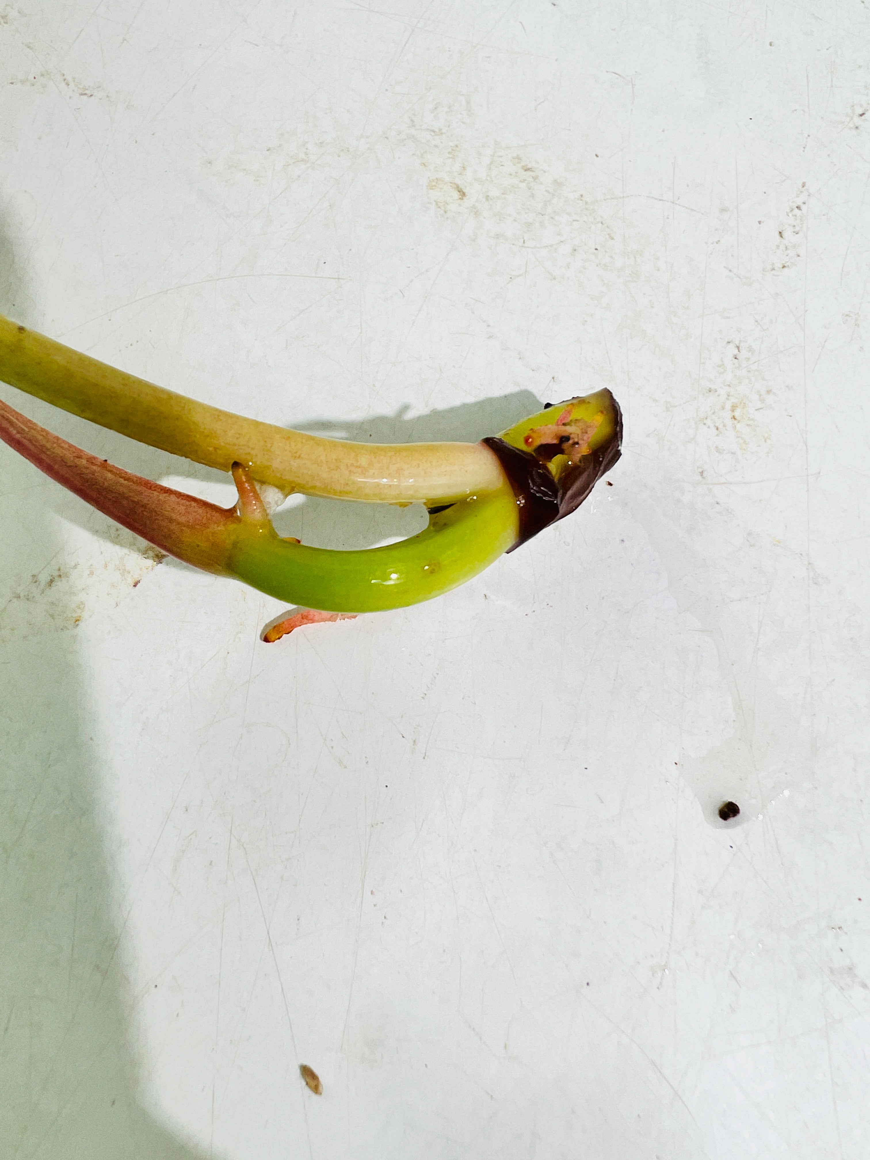 Philodendron ring of fire rooting top cutting 1 leaf 1 sprout