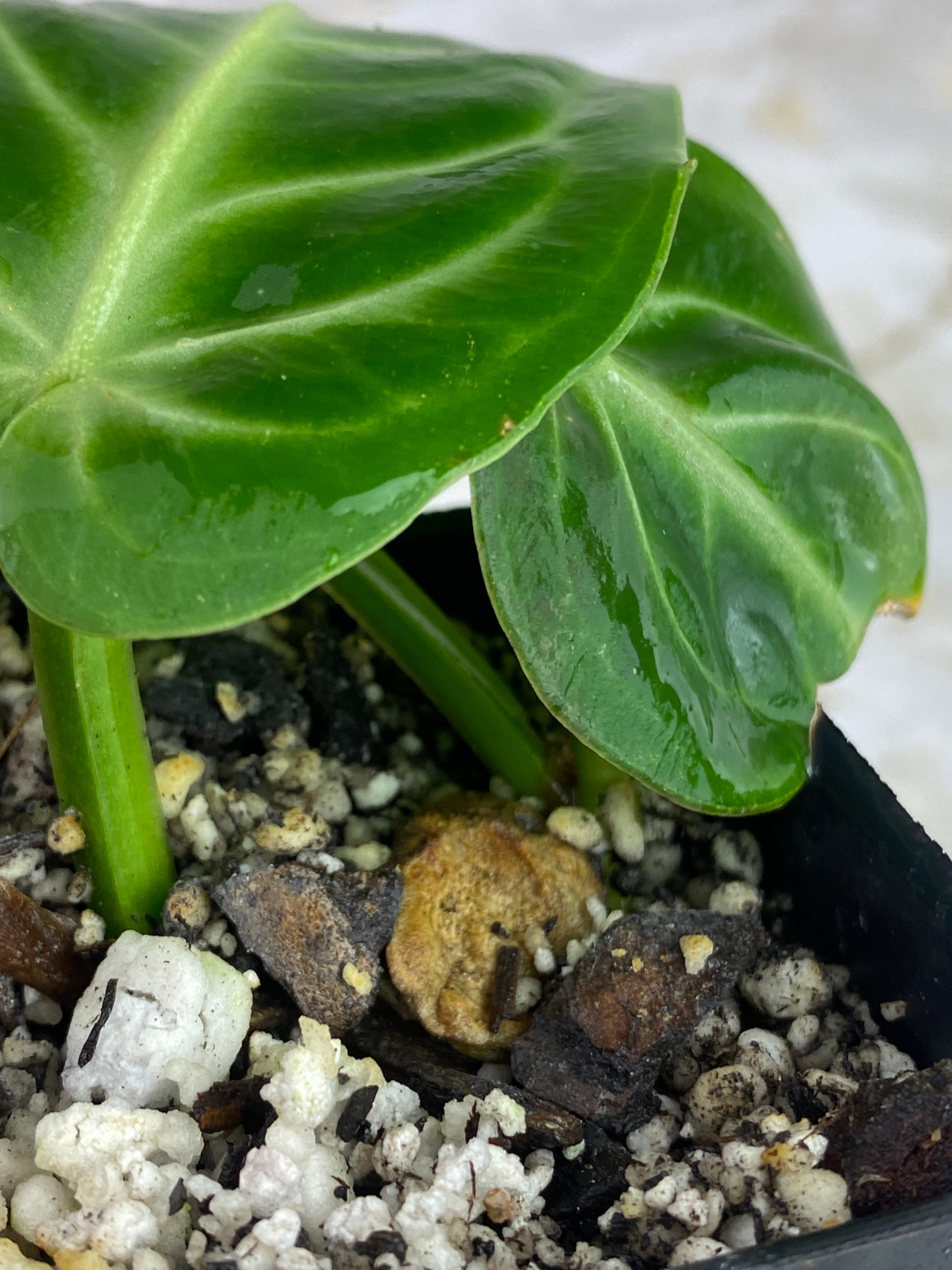 Anthurium villenaorum