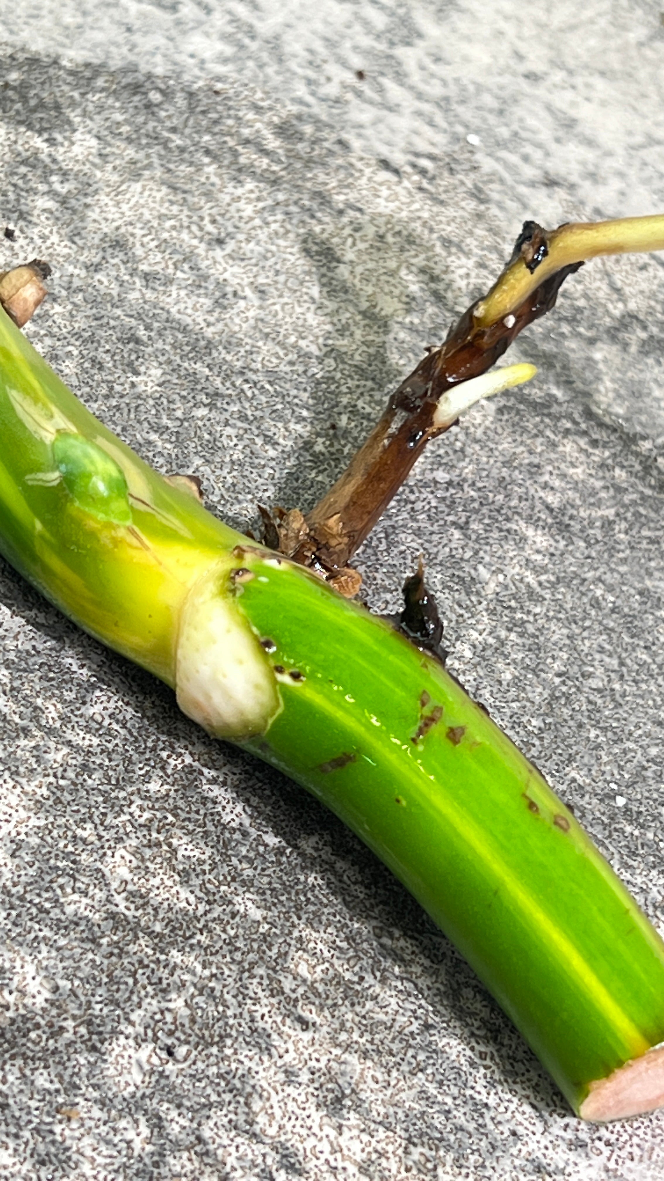 Monstera aurea rooting big node with 1 activa bud