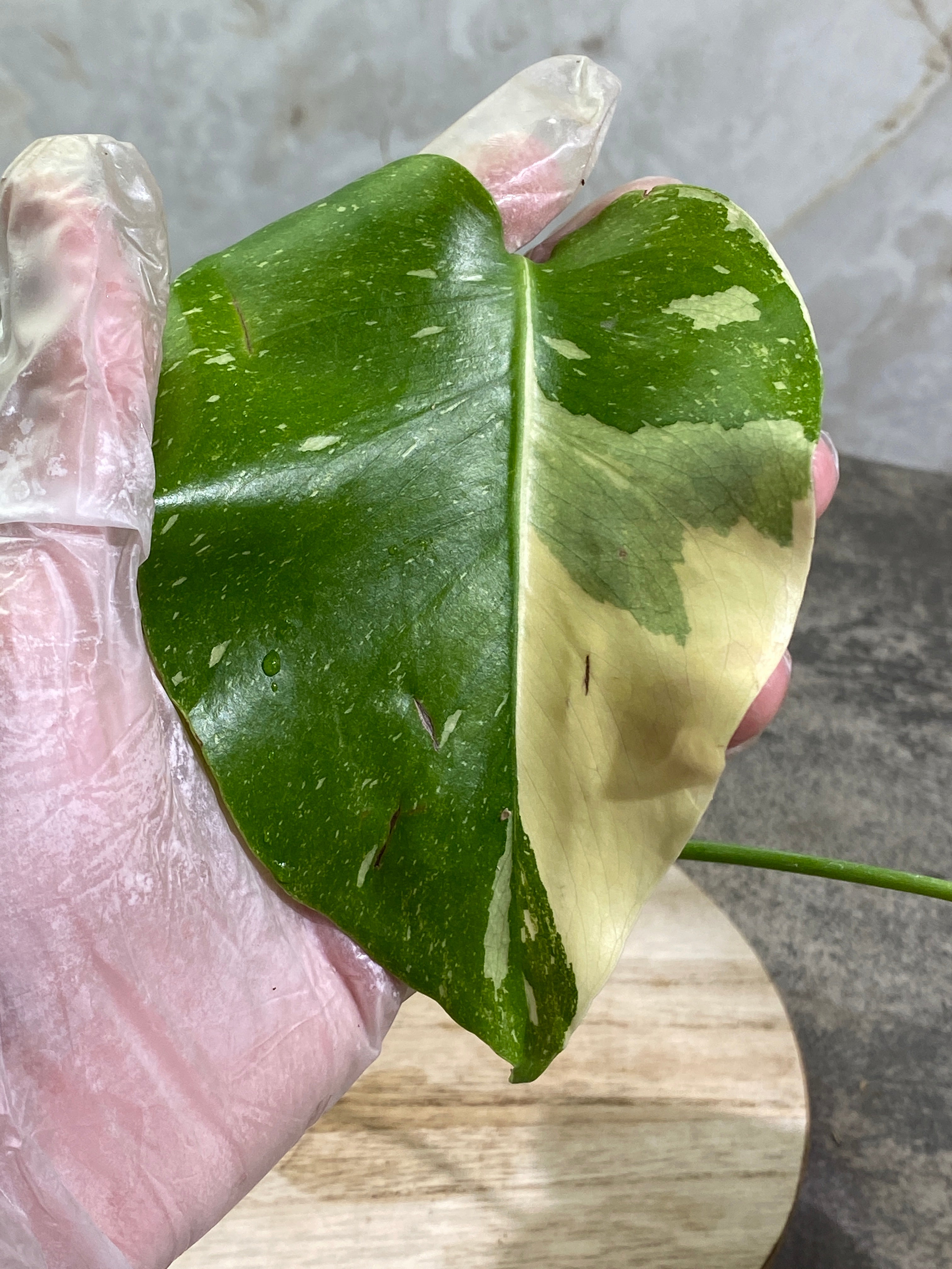 Monstera Thai Constellation Rooting node from Highly Variegated mother plant