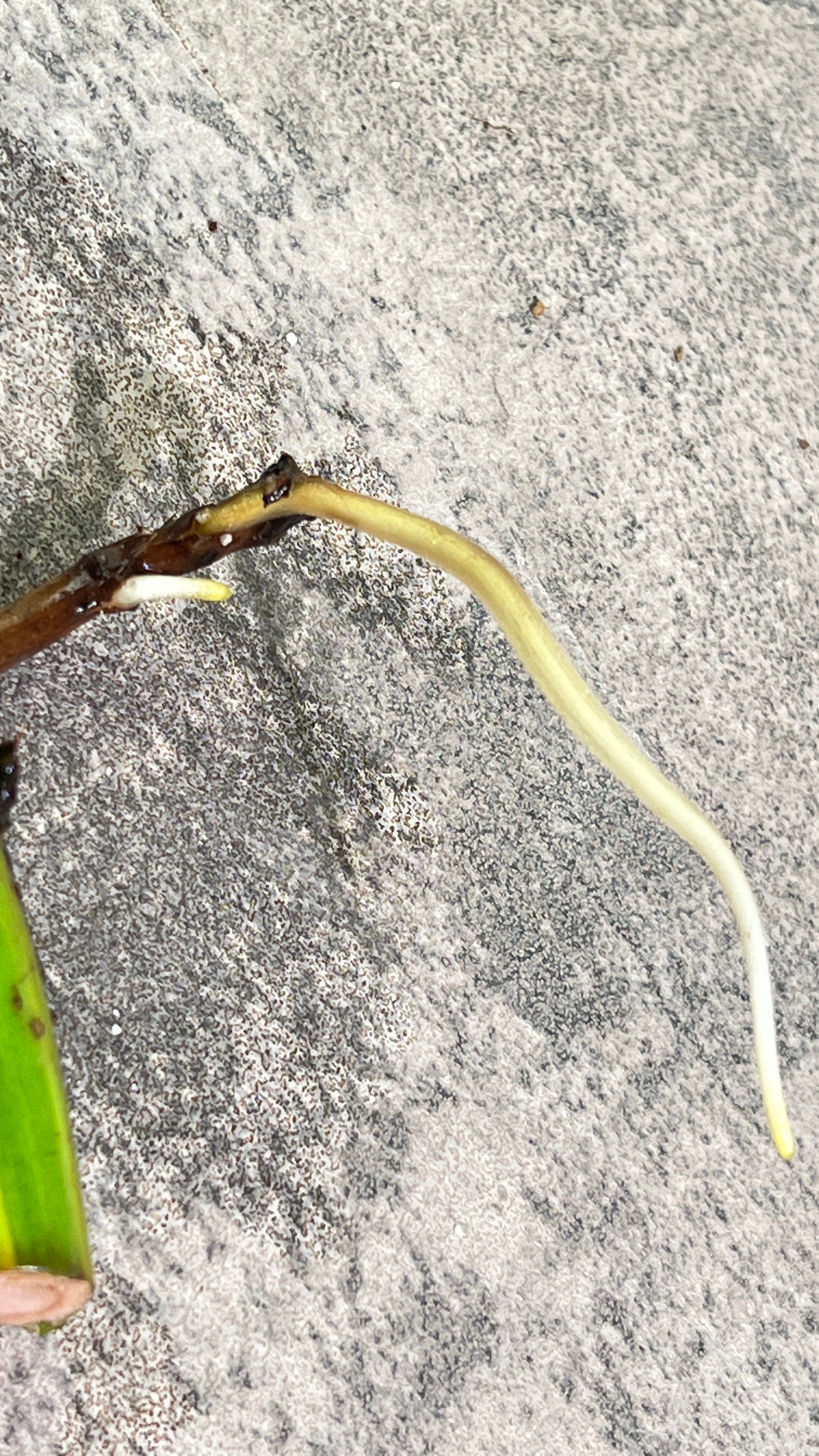 Monstera aurea rooting big node with 1 activa bud