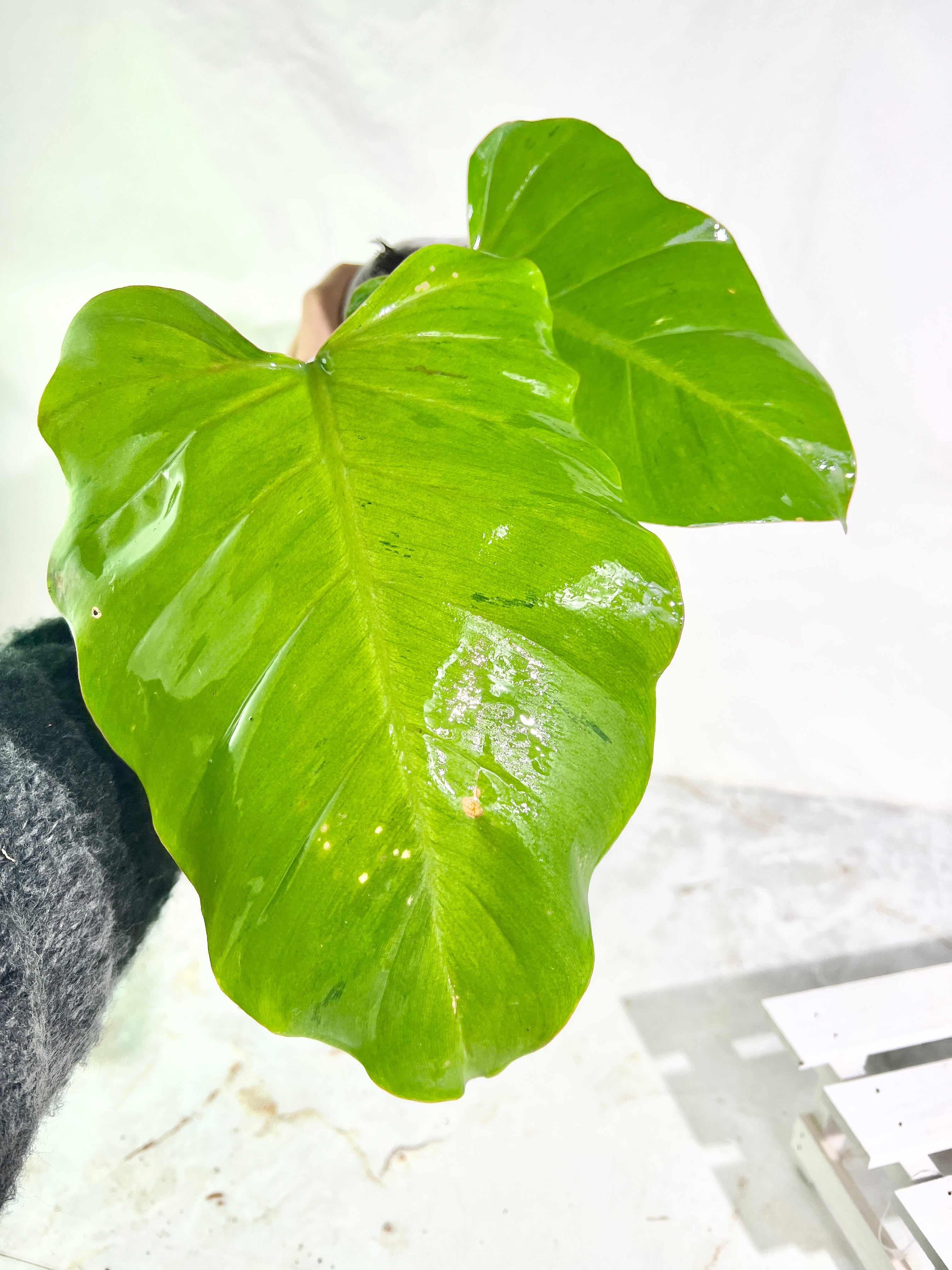 Philodendron snowdrifts rooting in soil 2 huge leaves (10” long)