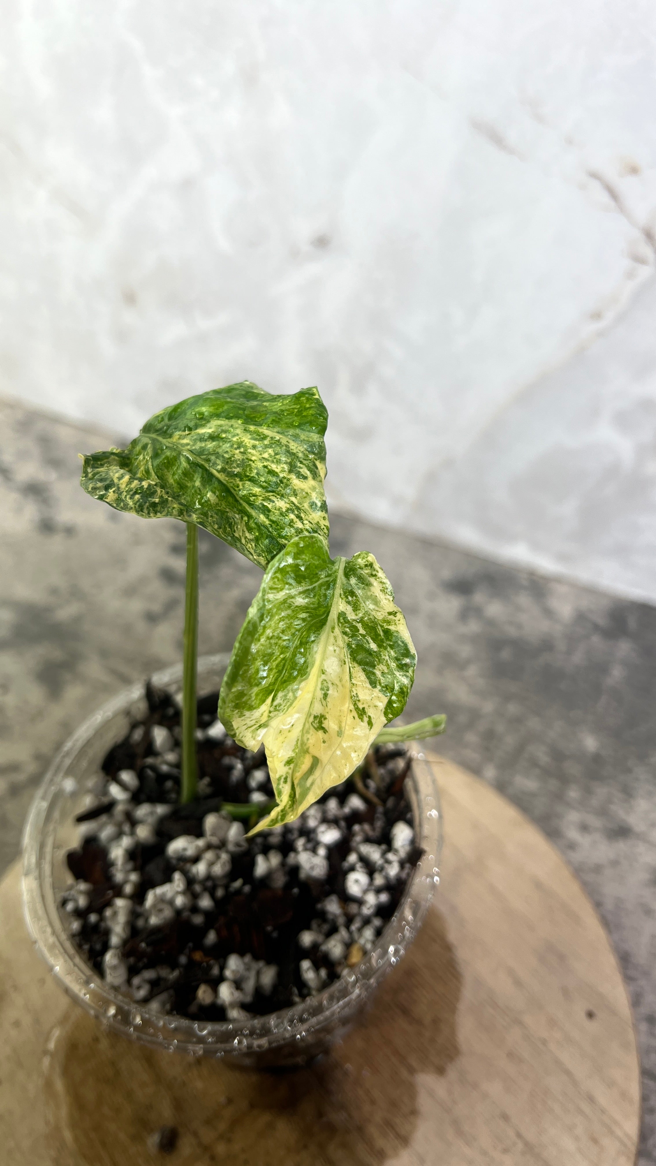 Amydrium Medium Variegated