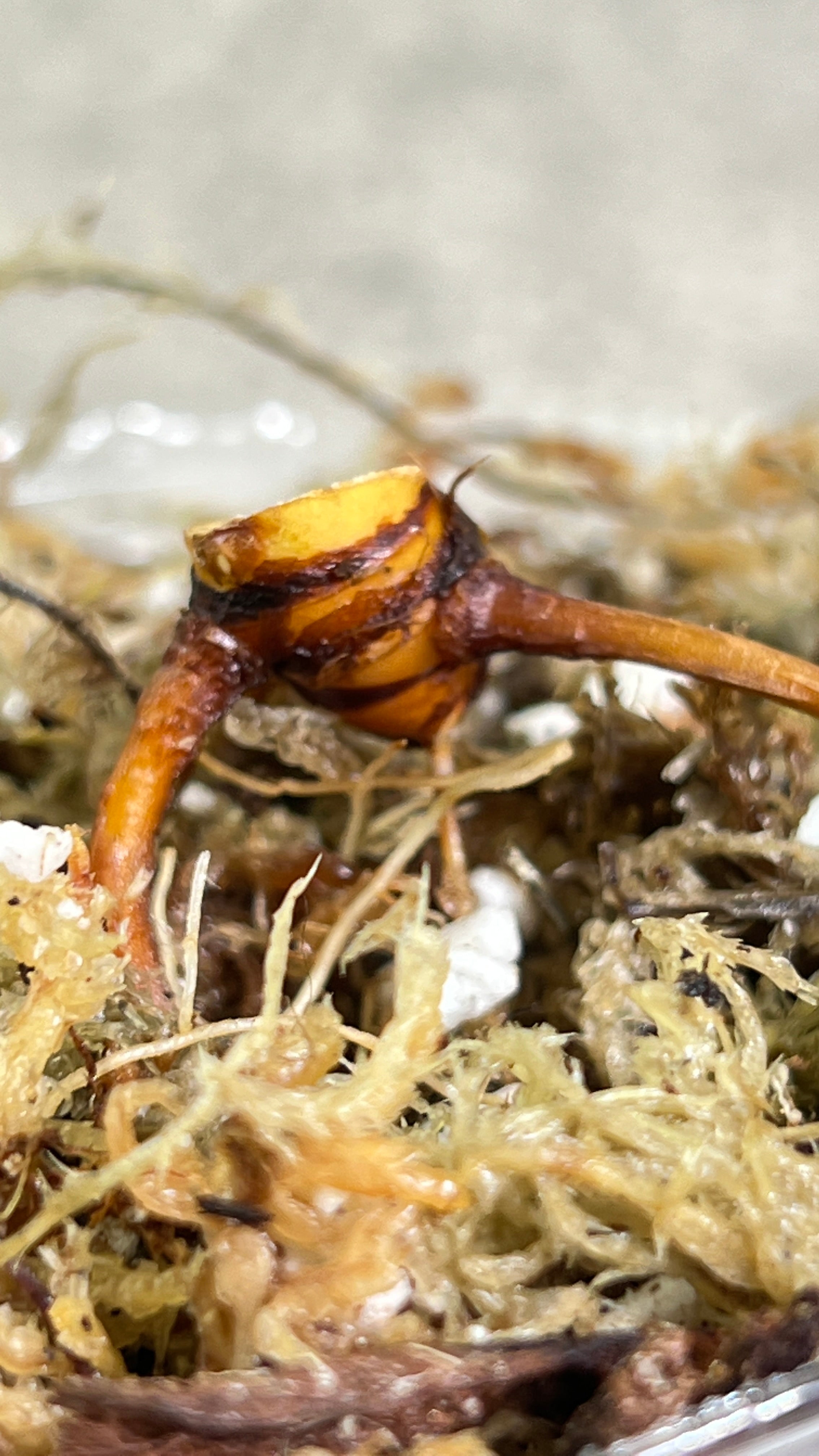 Philodendron giganteum blizzard rooted triple node