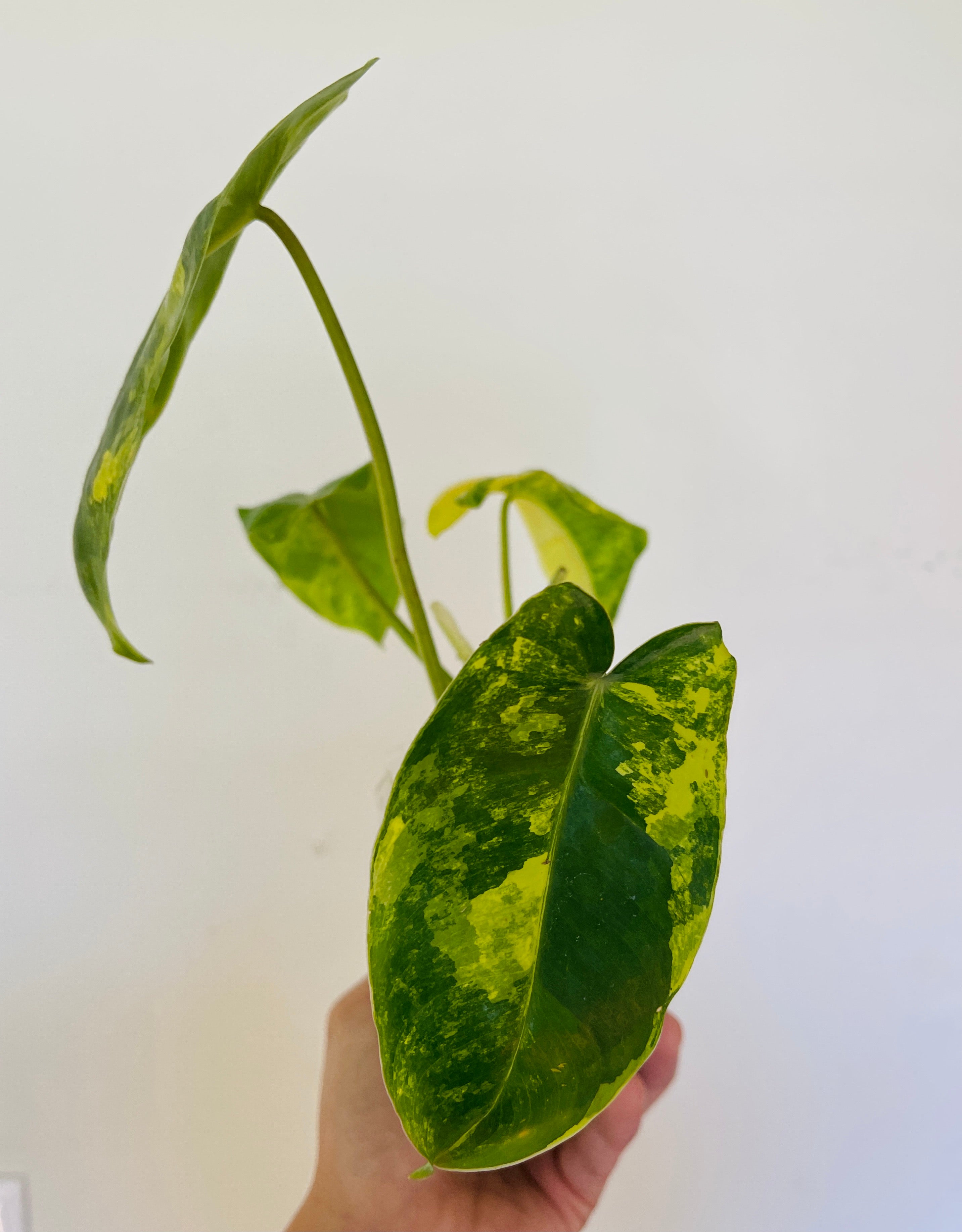 Philodendron Burle Marx Variegated 5 leaves and 4 new leaves in furling