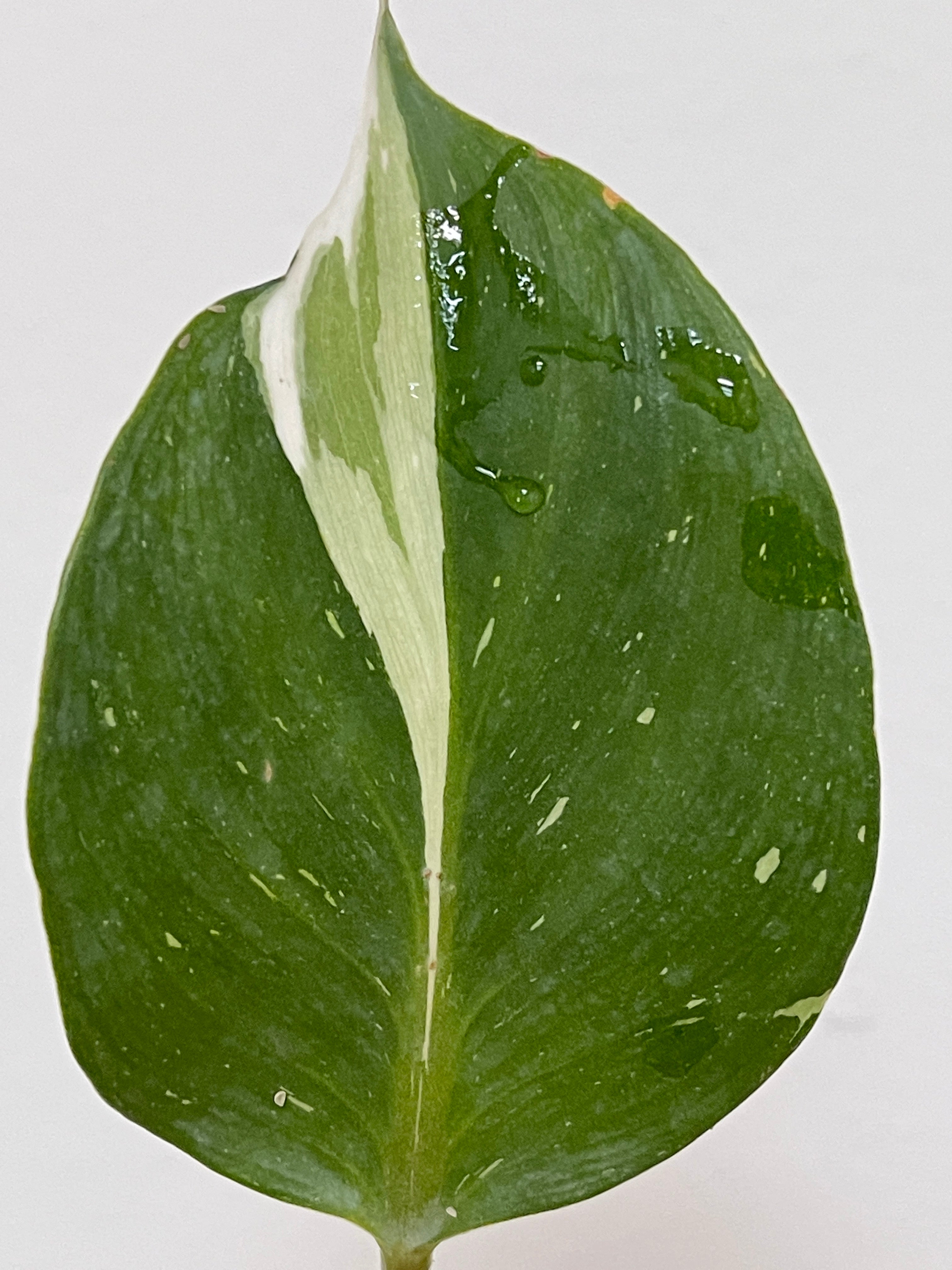 Private sale: Philodendron White Knight