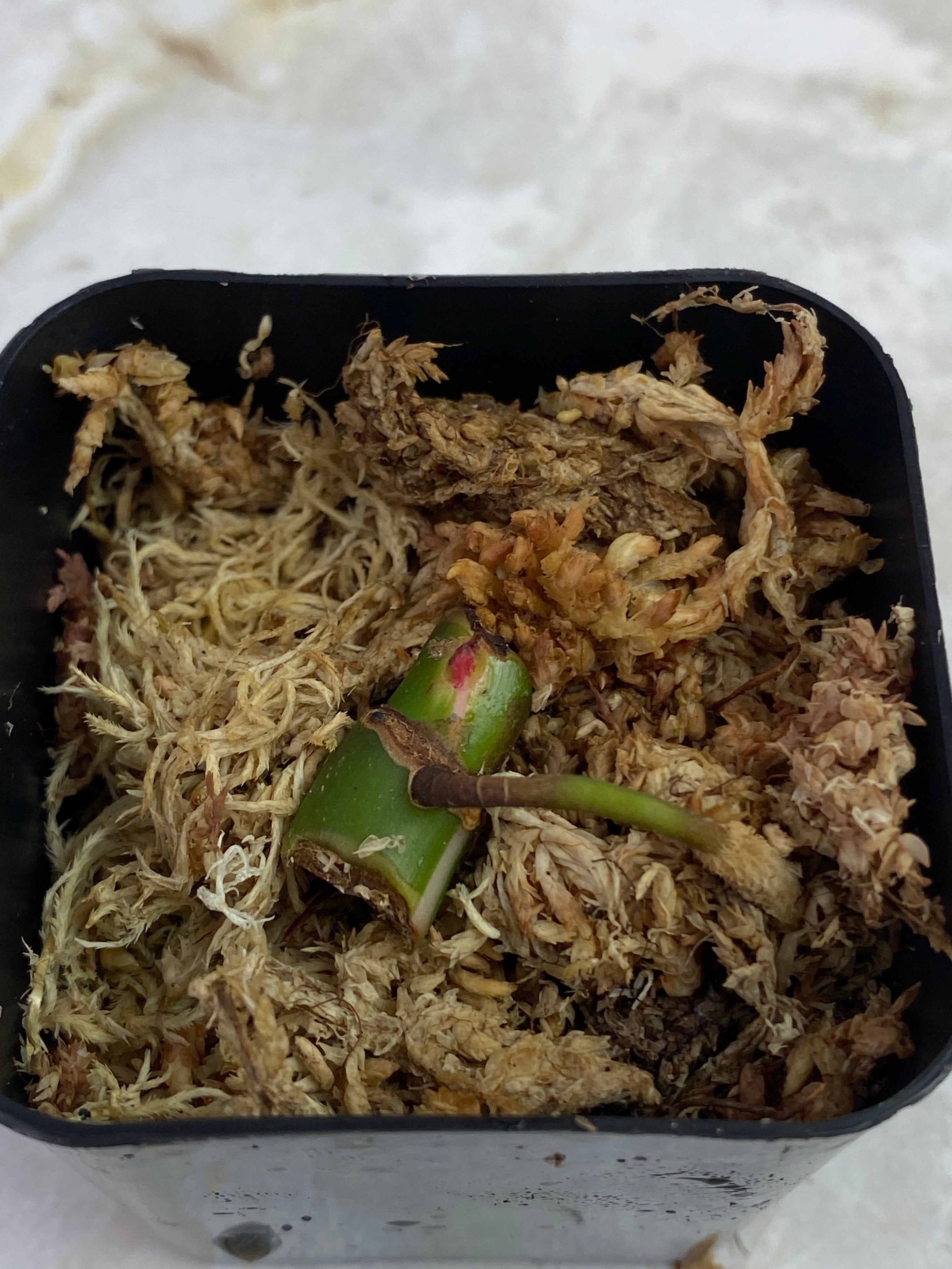 Private sale: philodendron white princess node