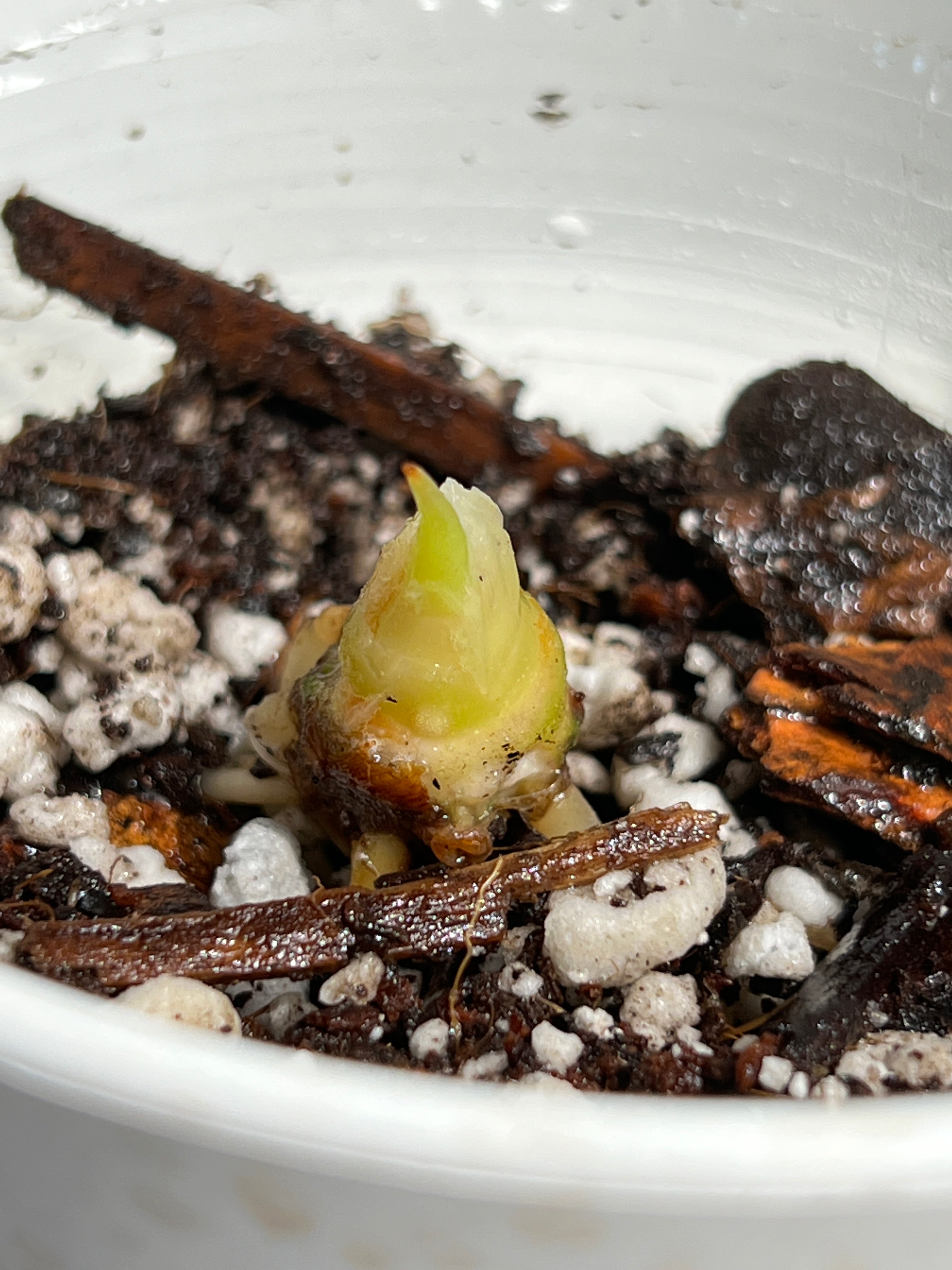 Growers choice Alocasia Jacklyn rooted sprout with additional node
