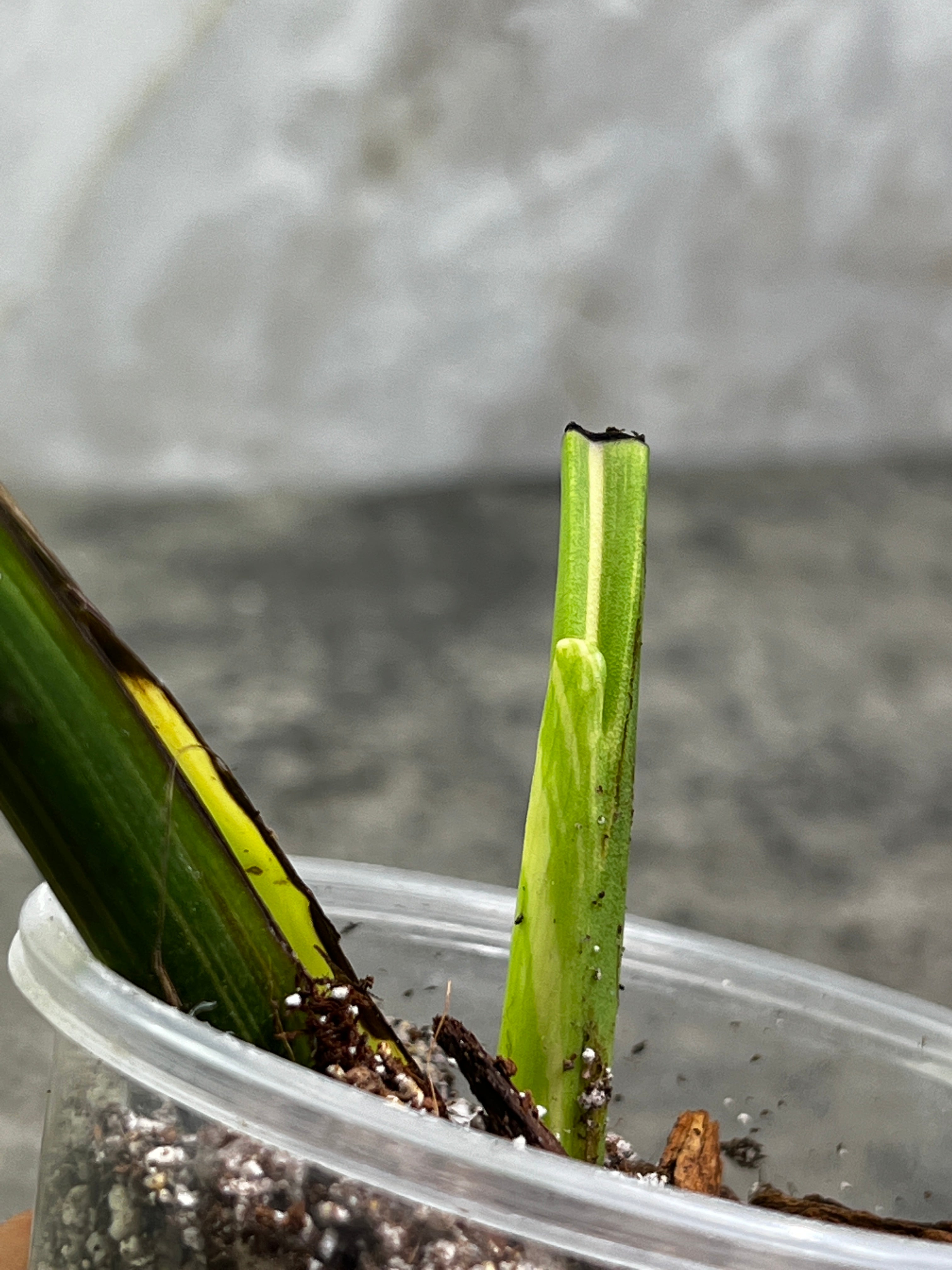 Monstera Thai Constellation Slightly Rooted in soil 1 Highly Variegated leaf 1 sprout Top Cutting