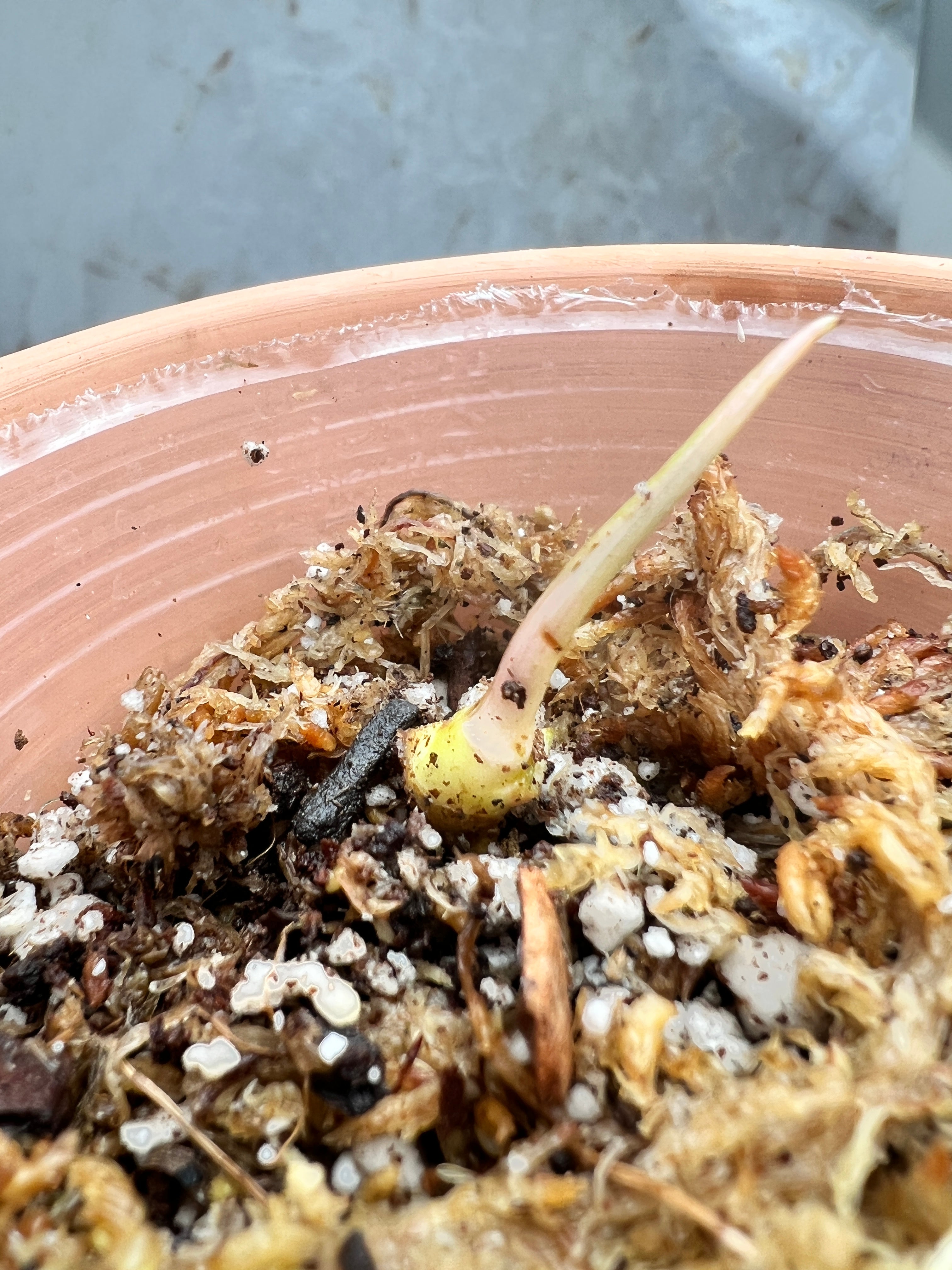 Philodendron Florida Beauty rooted 1 sprout 1 growing bud double node