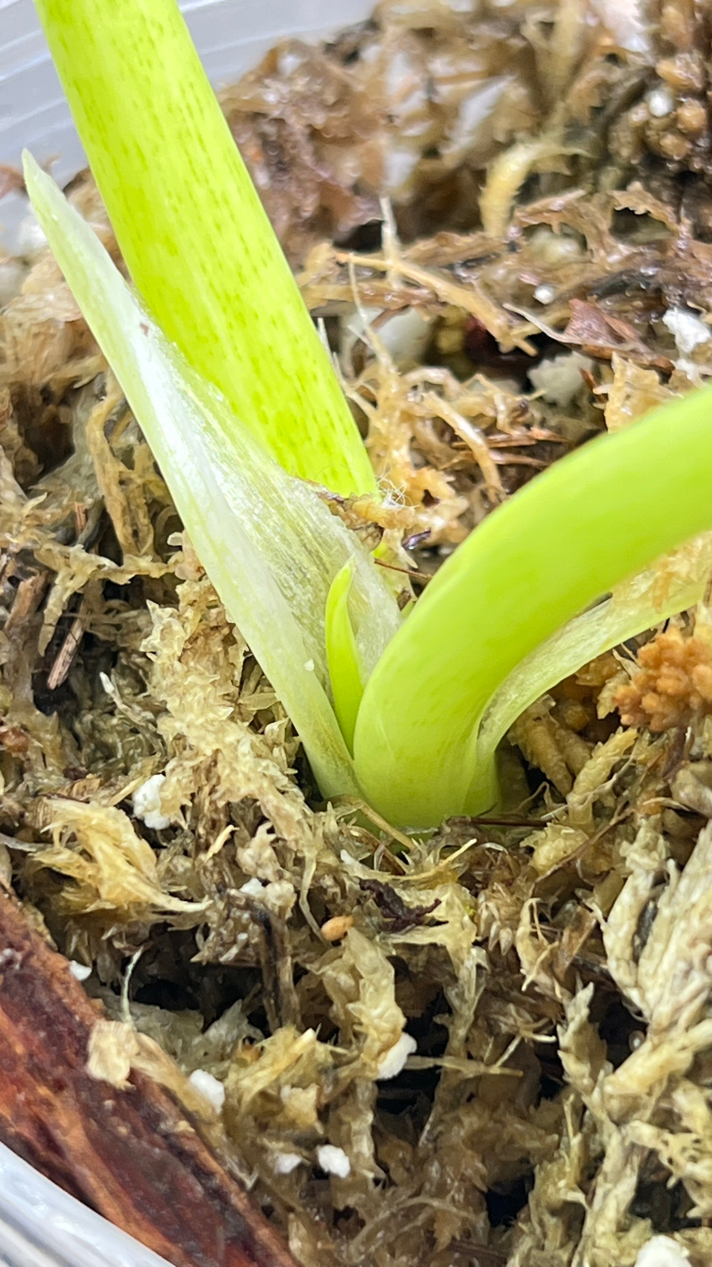 Philodendron giganteum blizzard rooted 2 leaves 1 sprout top cutting