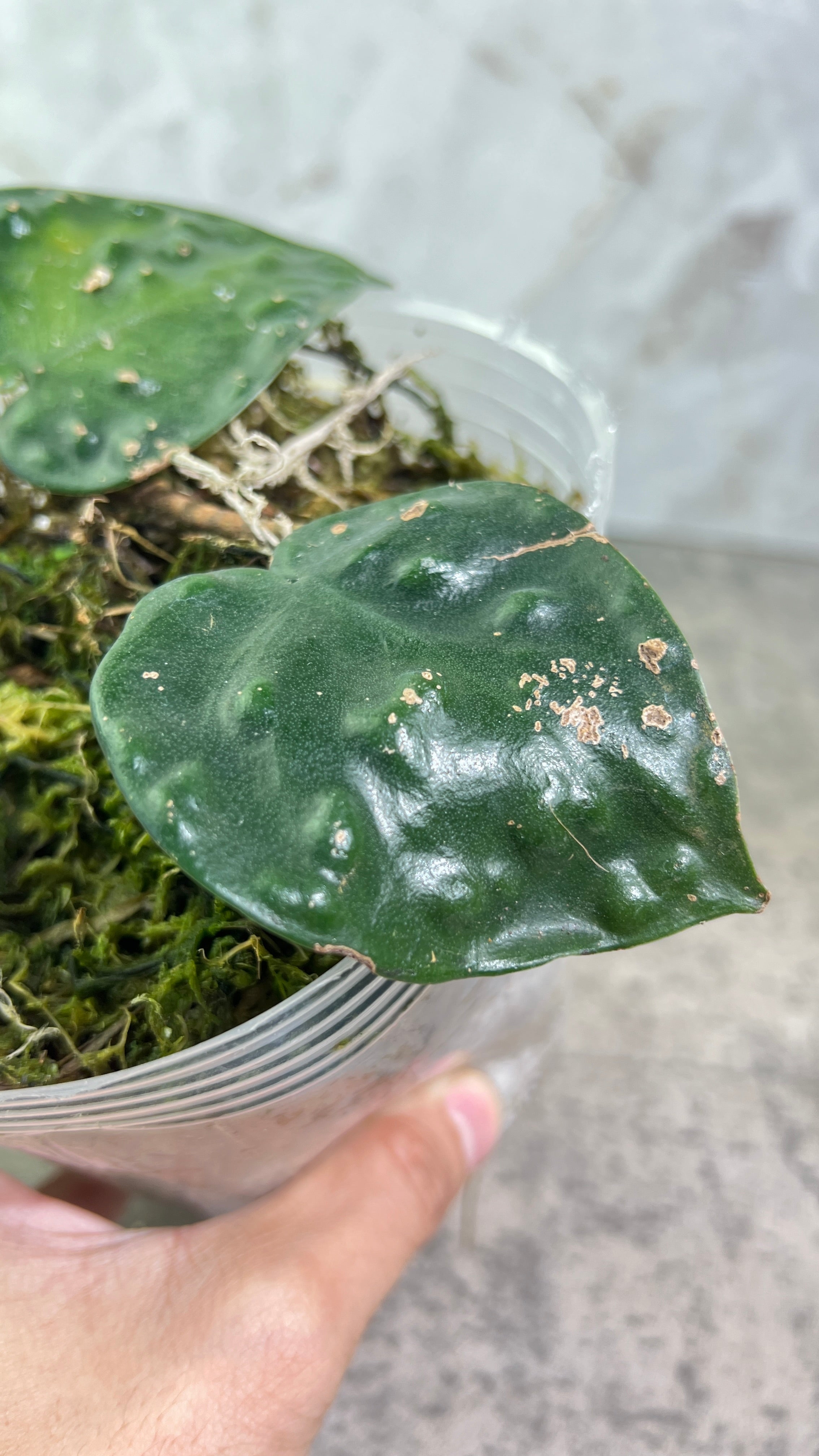 Scindapsus black mamba rooted 2 leaves 1 sprout