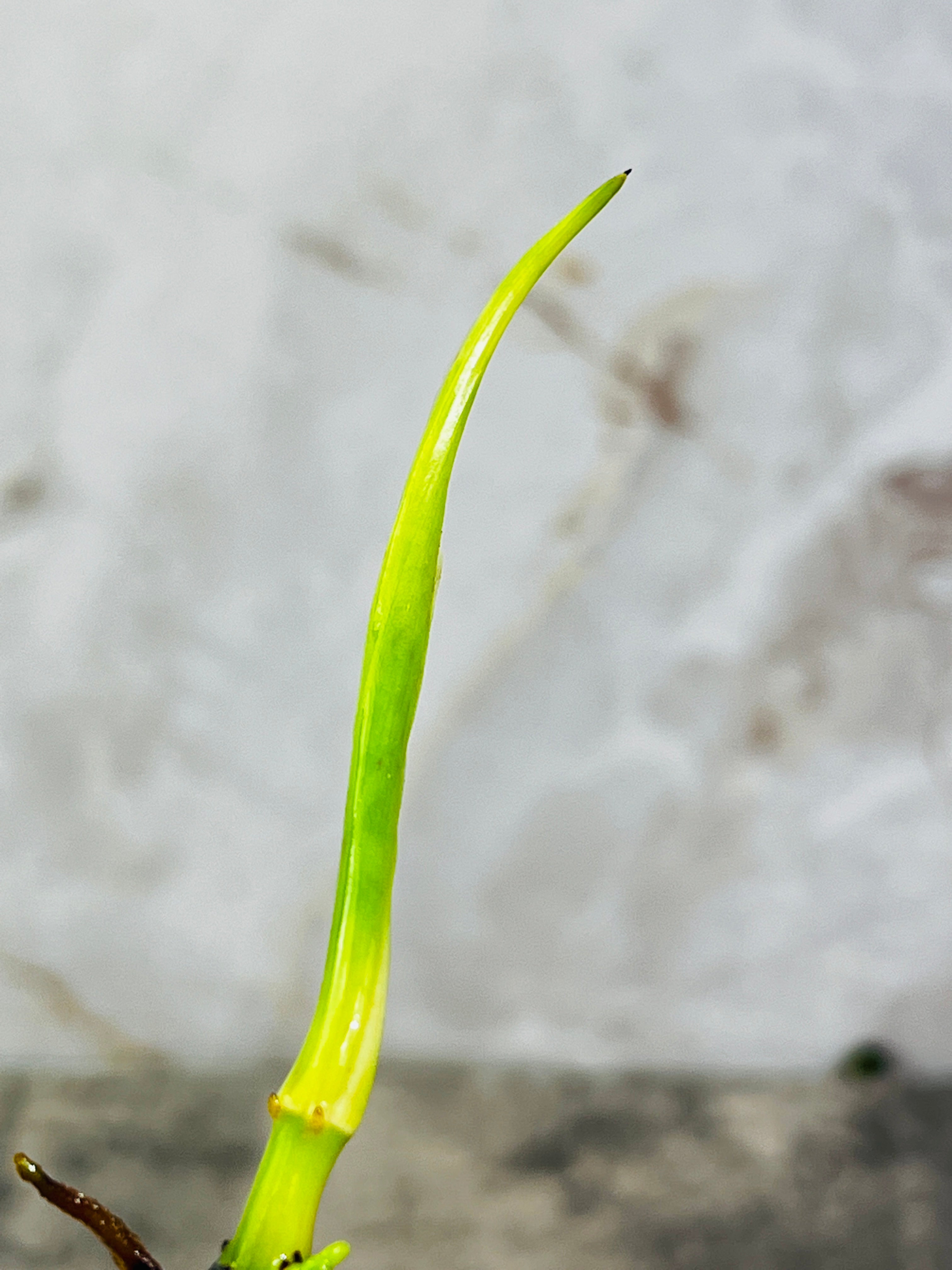 Philodendron Felix 1 leaf 2 sprouts top cutting rooting