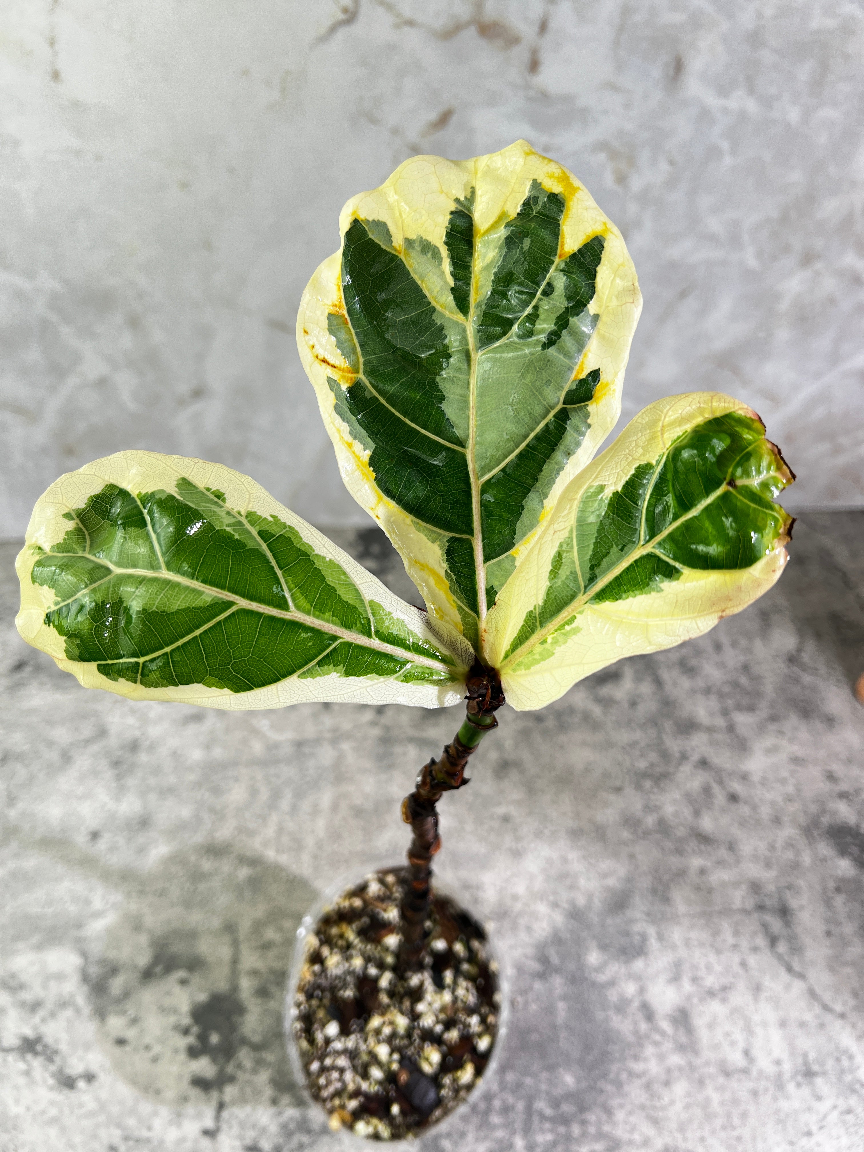 Ficus Lyrata variegated fiddle leaf fig rooted 3 leaves 1 sprout