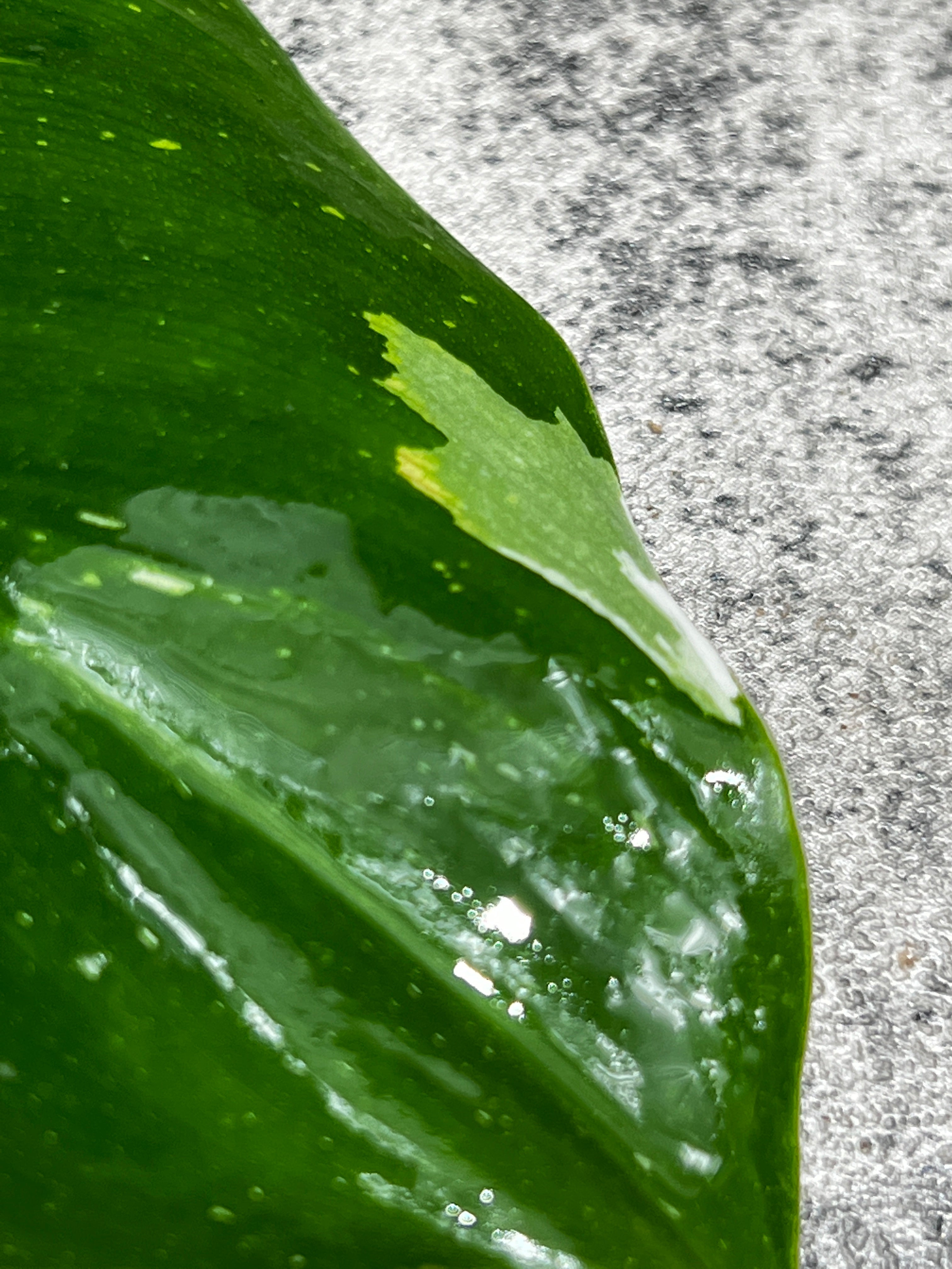 Philodendron white princess rooting 1 leaf 1 sprout from highly Variegated mother plant