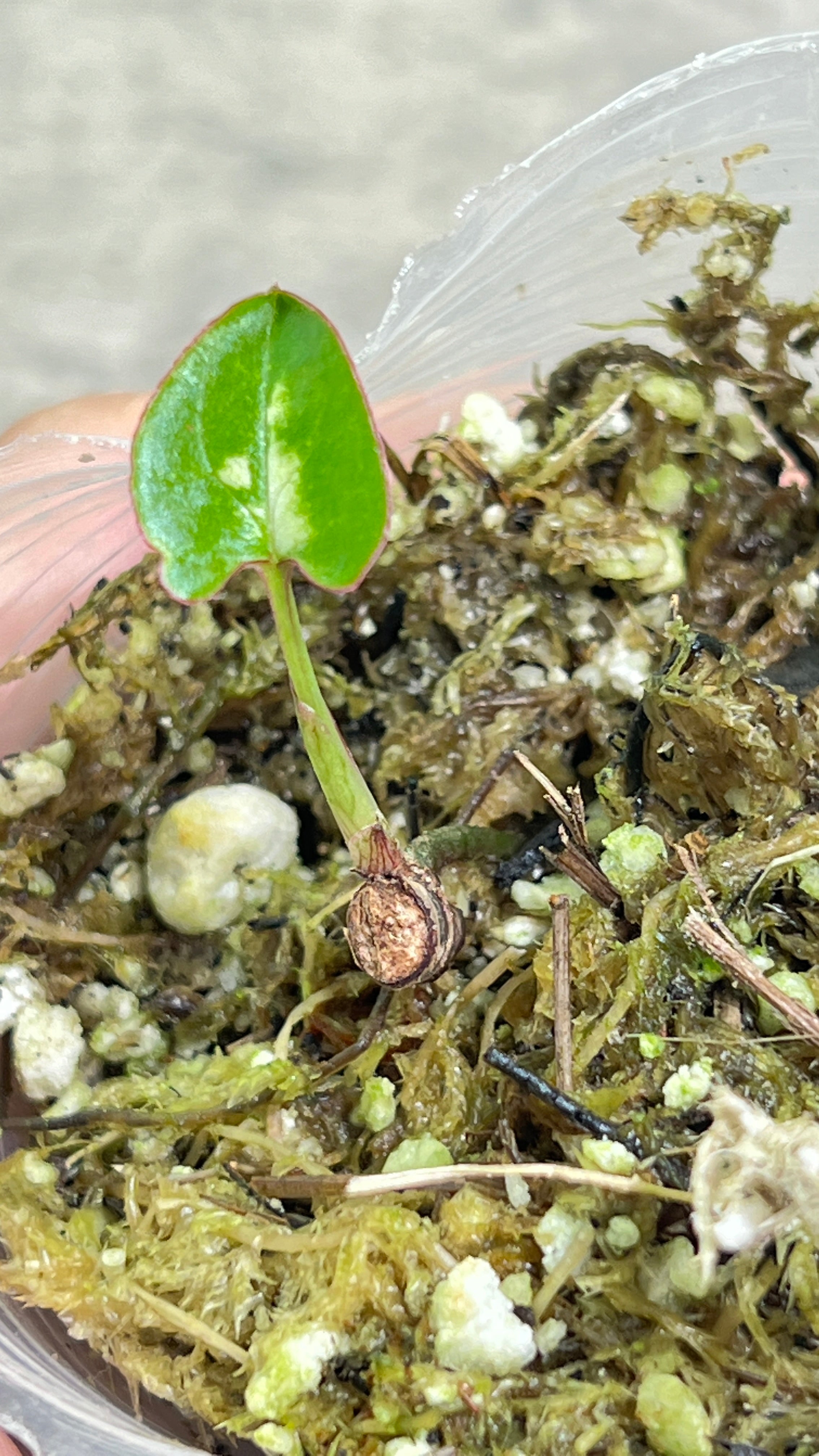 Syngonium red spot tricolor rooted 1 leaf