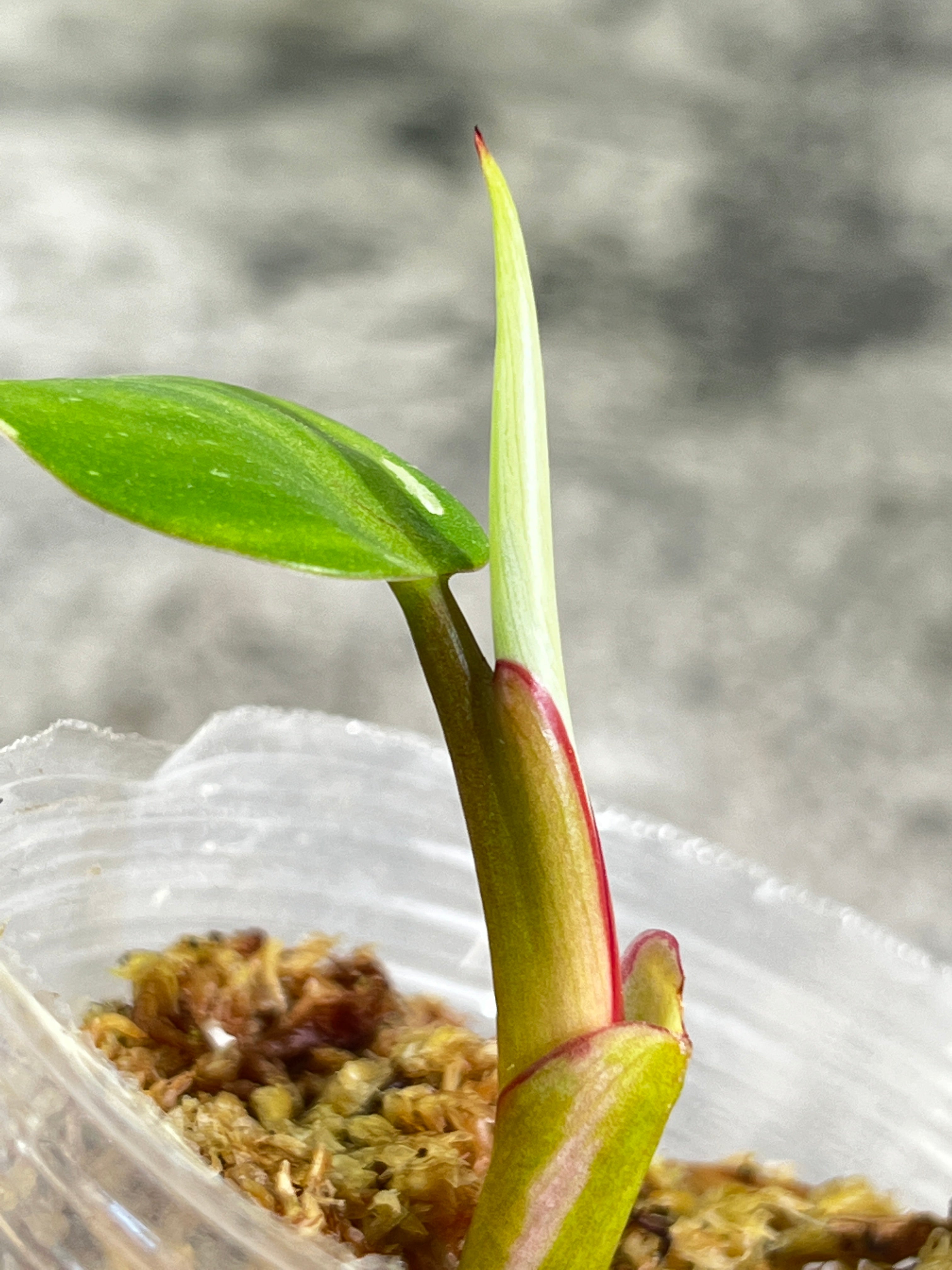 Philodendron white princess rooted 1 leaf 1 sprout