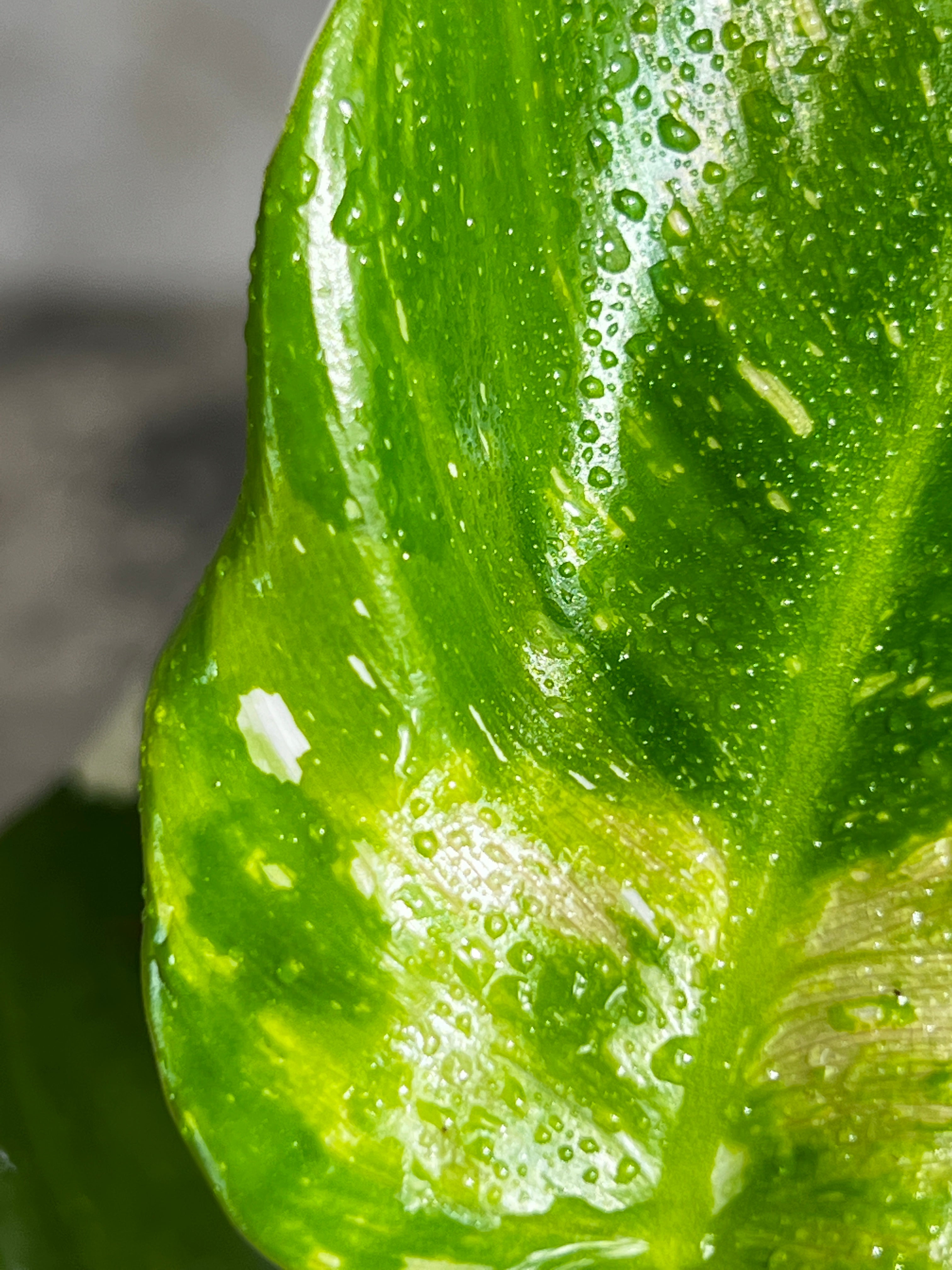 Philodendron white princess rooted 5 leaves 1 sprout highly Variegated