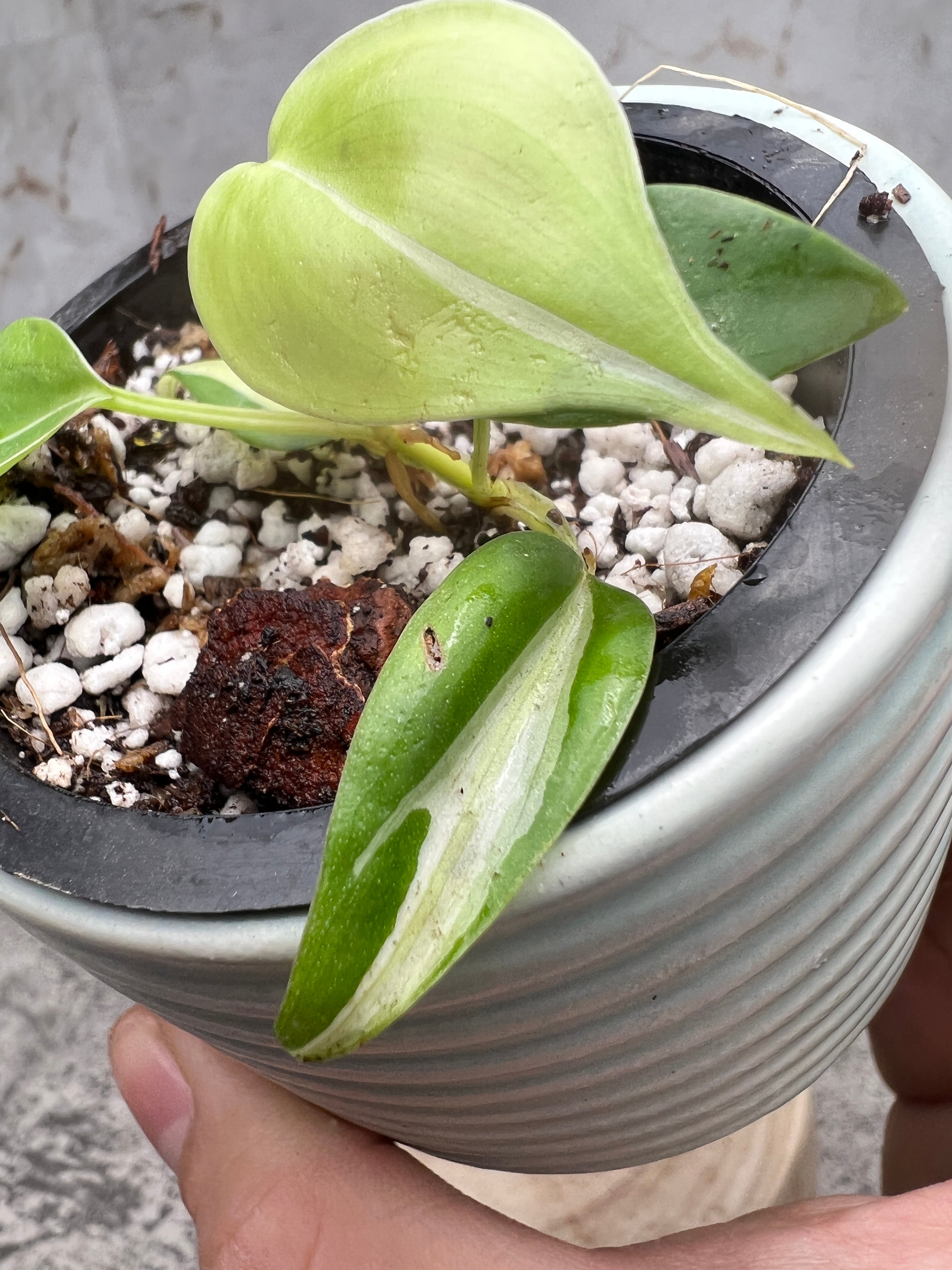 philodendron cream splash slightly rooted 5 leaves 1 sprout